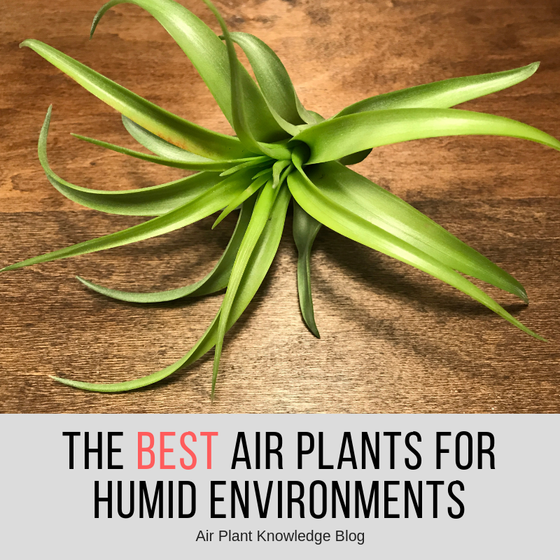 The Best Air Plants For Humid Environments  Air Plant Hub