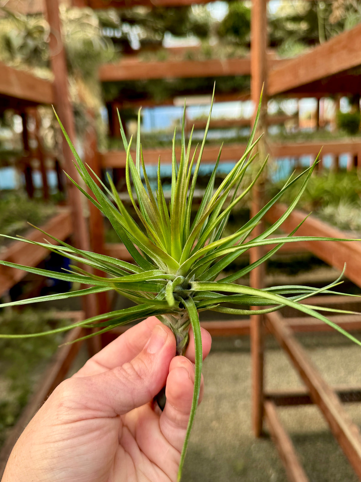 air plant black tips Montana Black (Currently Green) – Air Plant Hub