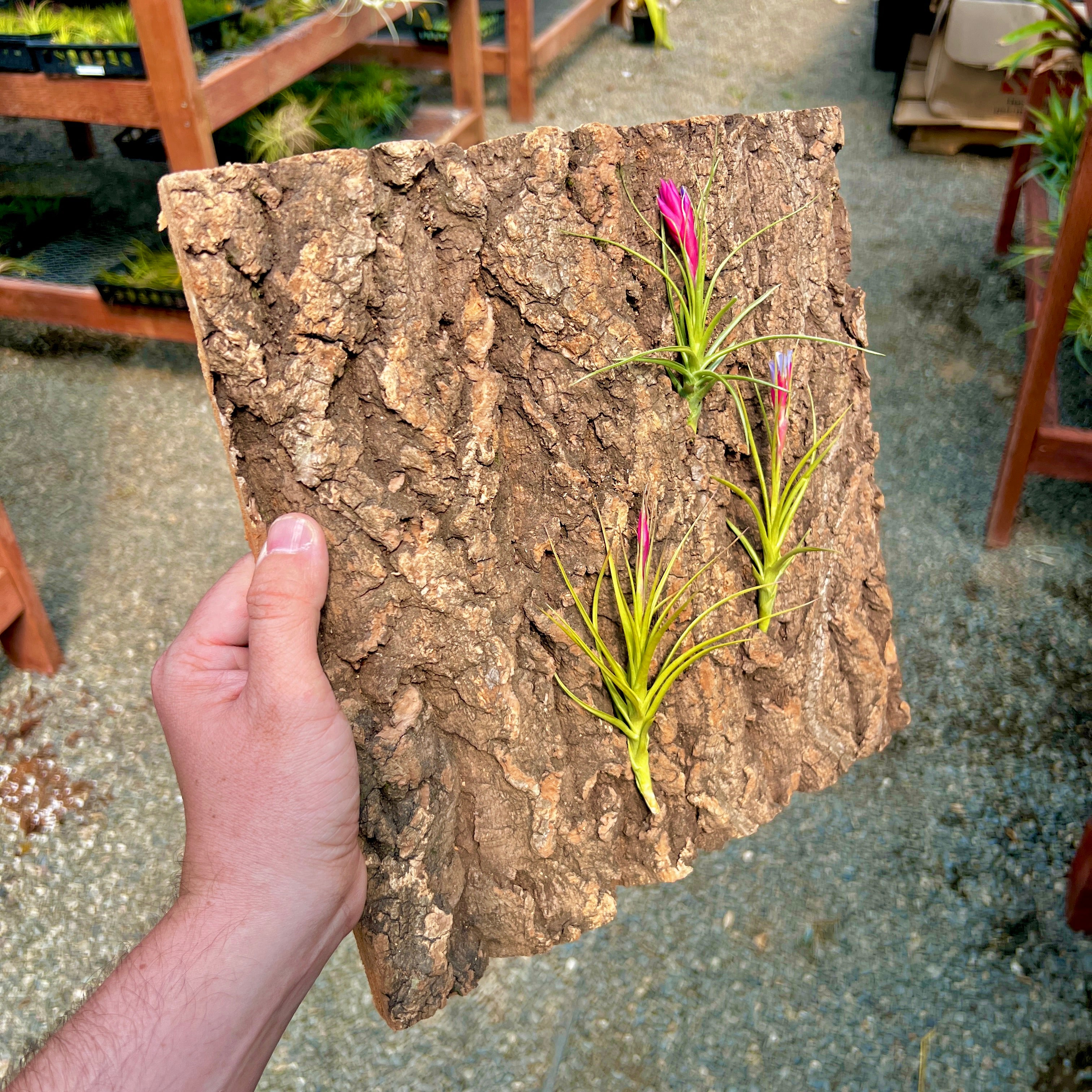 Virgin Cork Bark Flats (Large) <br> Perfect For Mounting Or Terrarium Backdrops