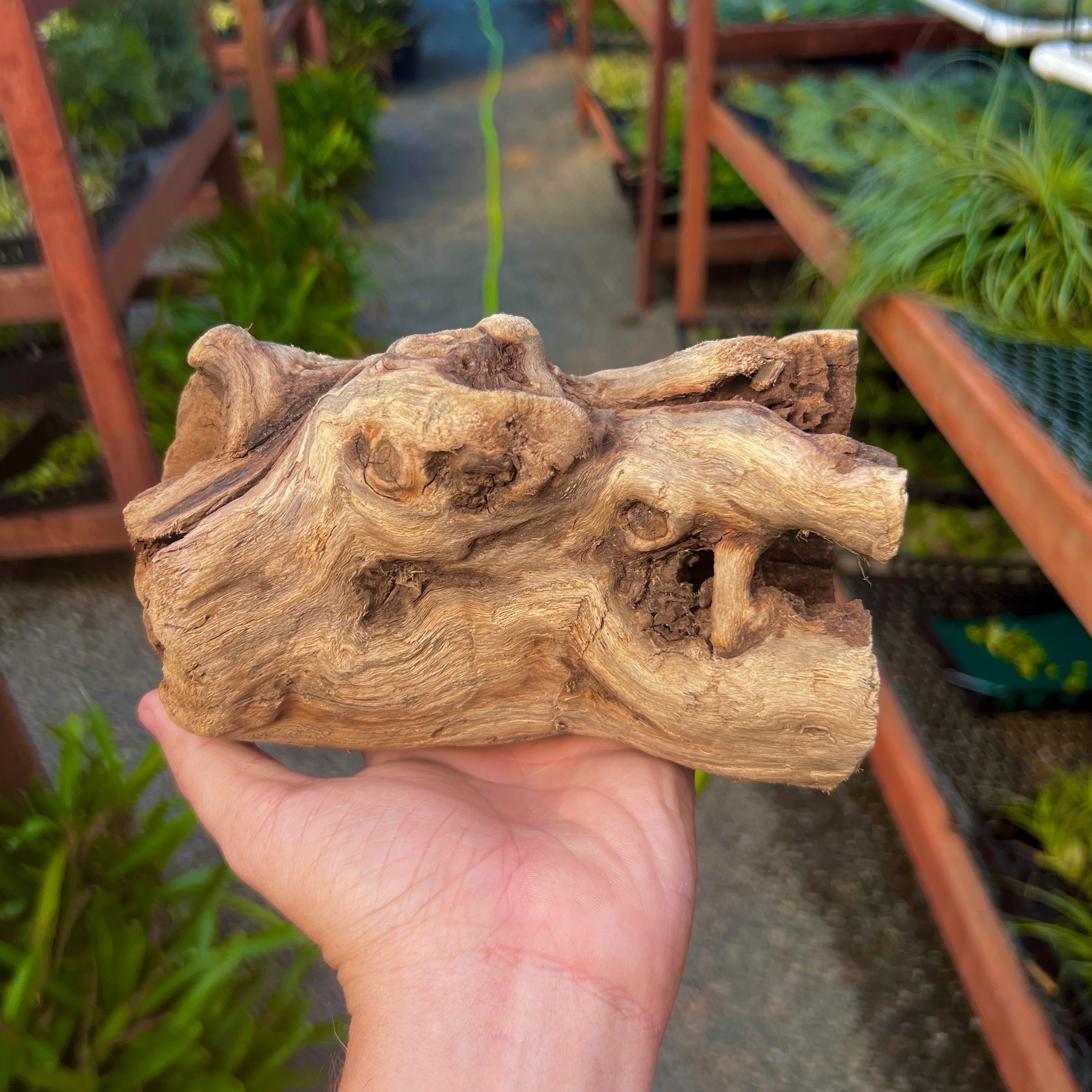 Natural California Grapewood Trunk