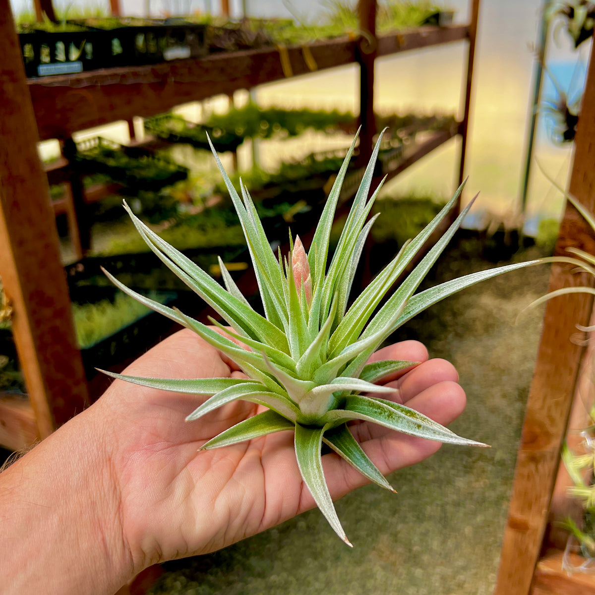 fuzzy wuzzy air plant Guelzii – Air Plant Hub