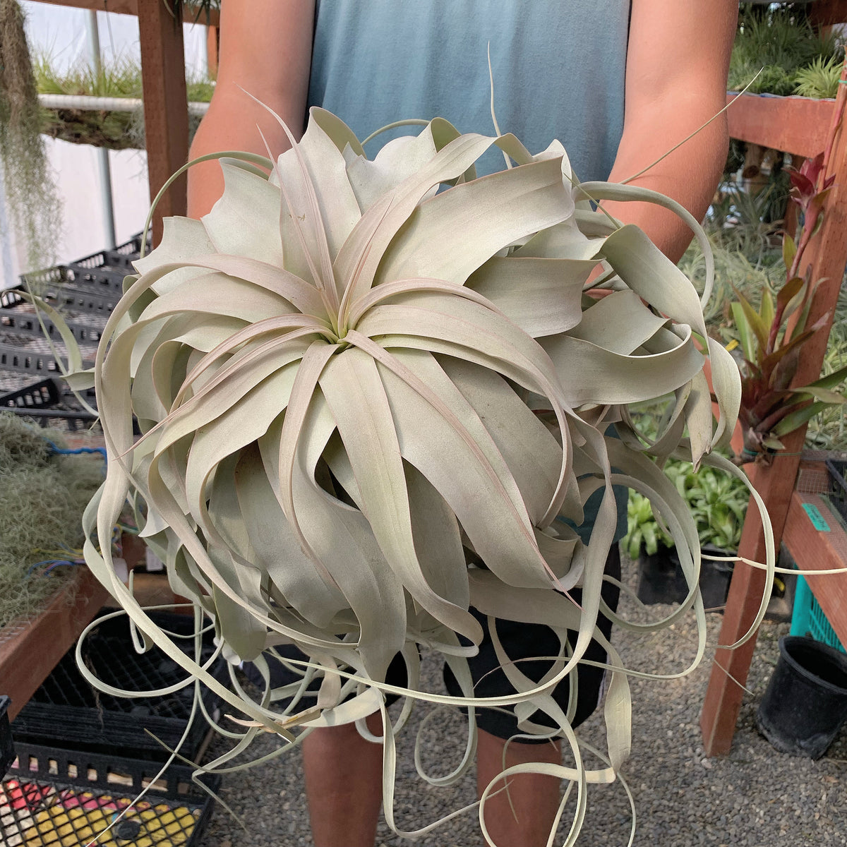 Xerographica Thick Leaf Form 