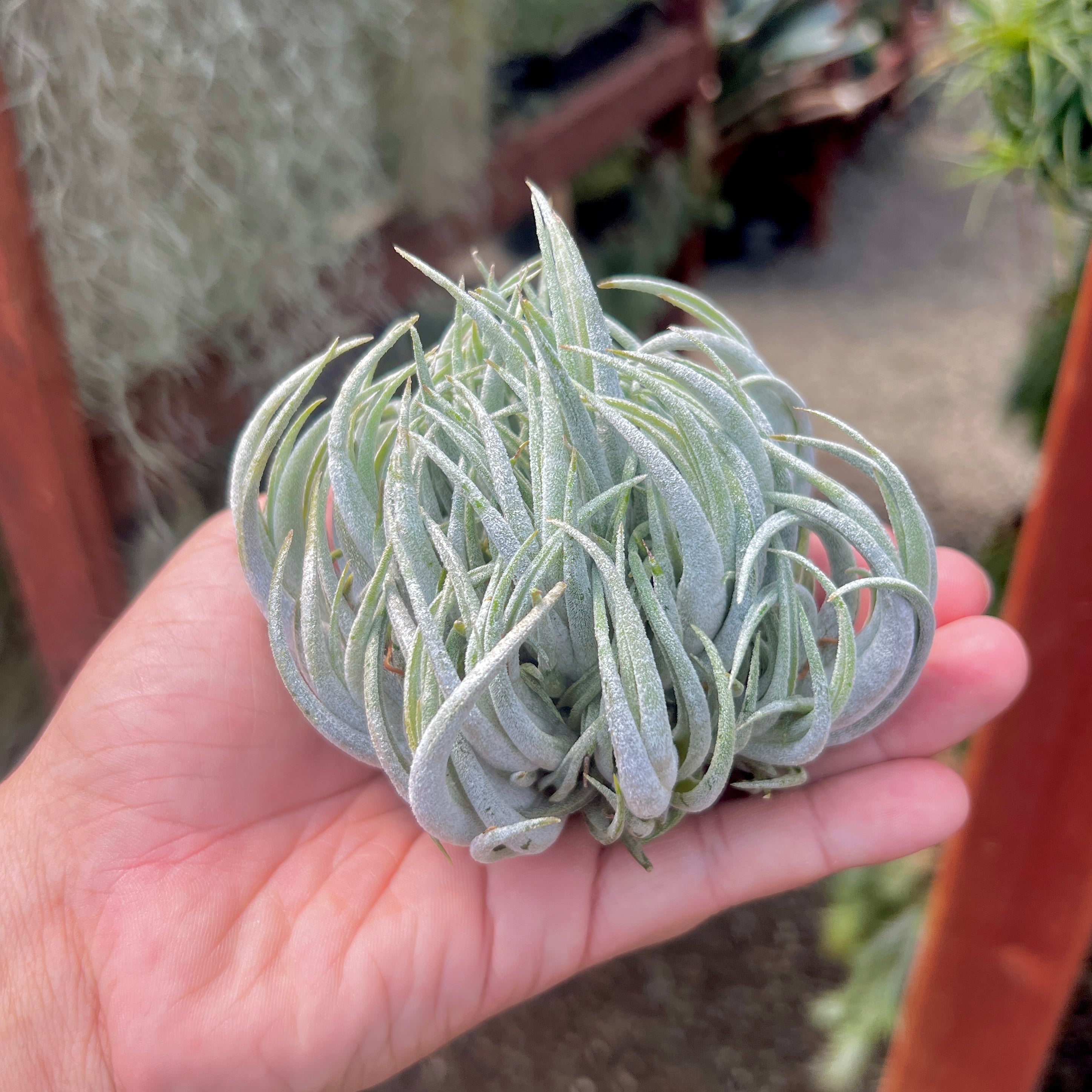 Tillandsia mitlaensis clump air plant for sale