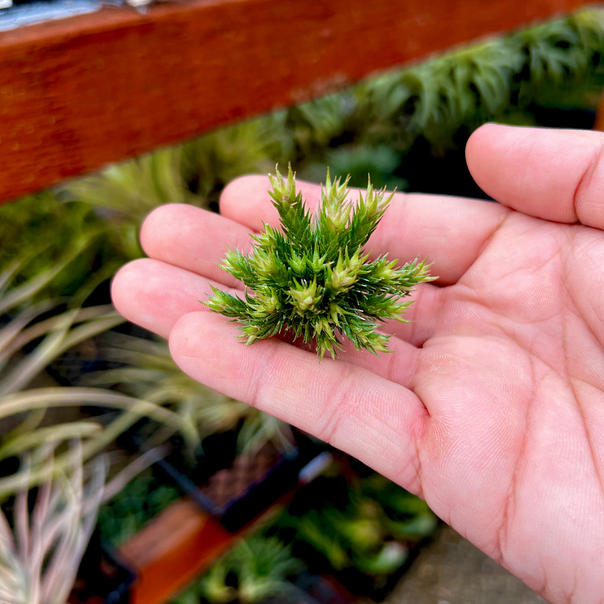 Pedicellata Clump <br> (Miniature Species)