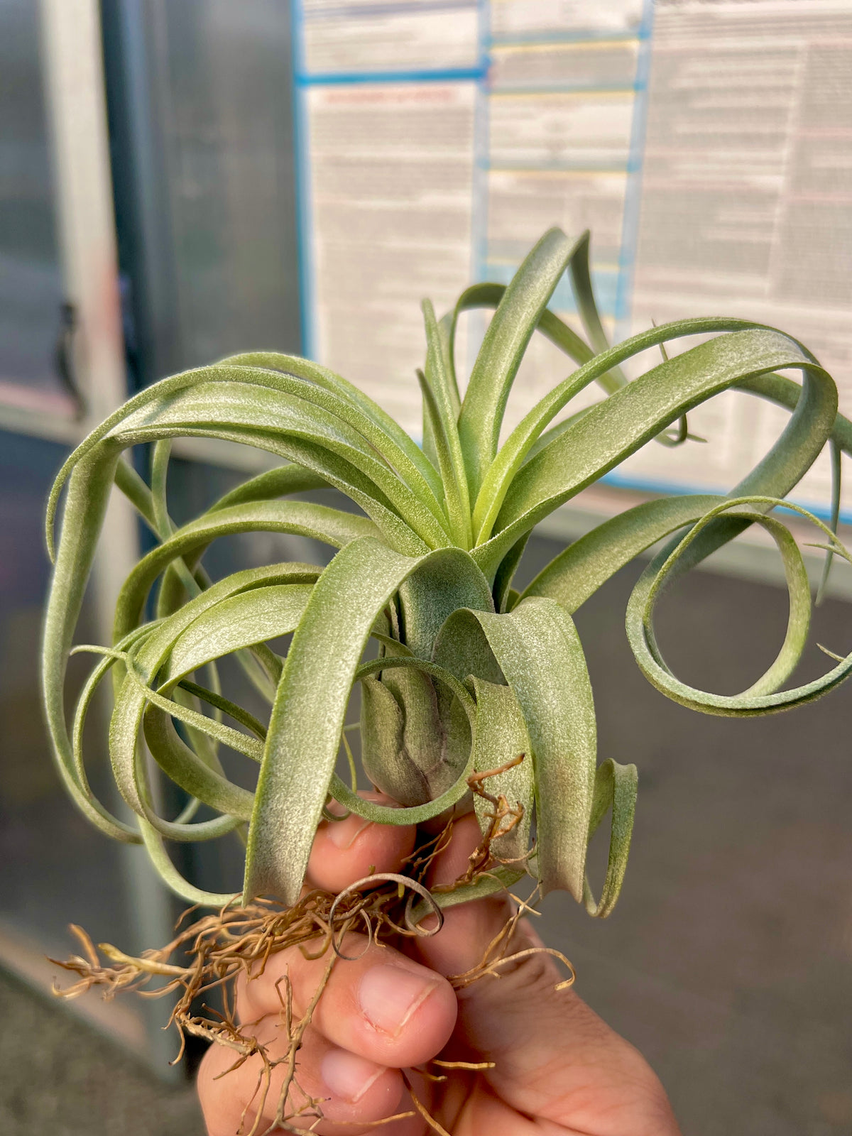 Sidewinder <br> (baileyi x streptophylla)