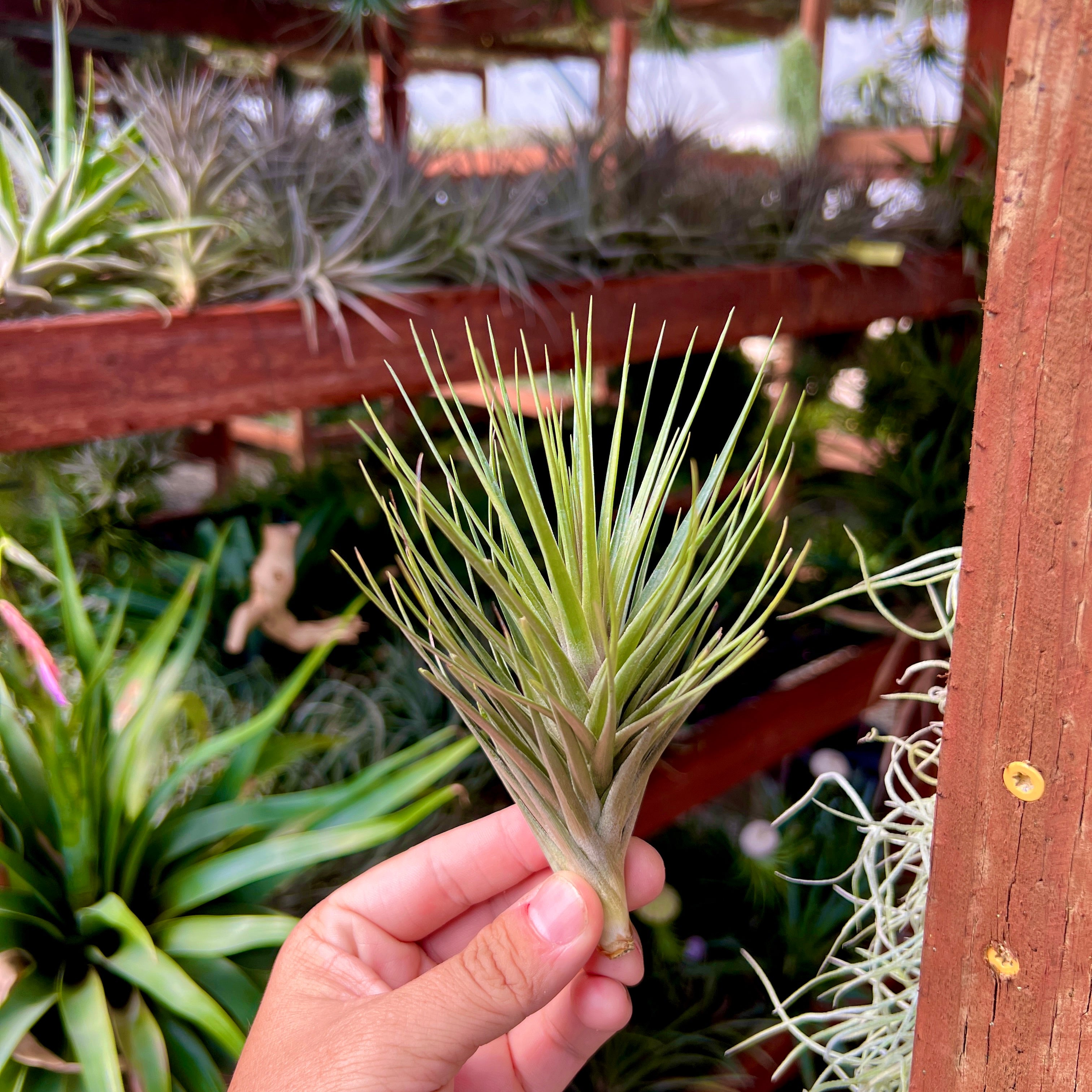 T.aeranthos v.alba × sprengeliana Tillandsia aeranthos – Rainforest Flora
