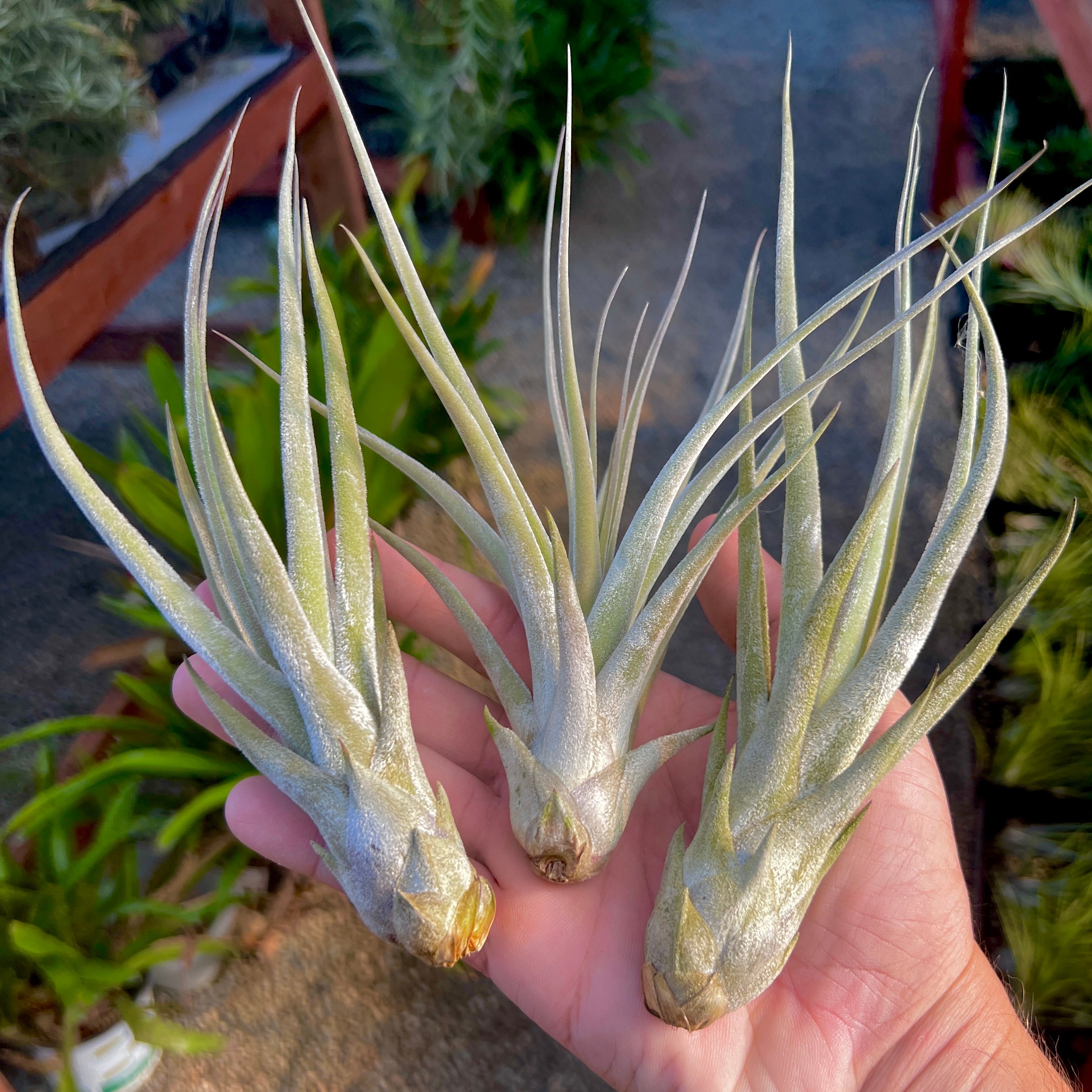 Chapalilloensis Tillandsia Rare Air Plant With Dense Trichomes