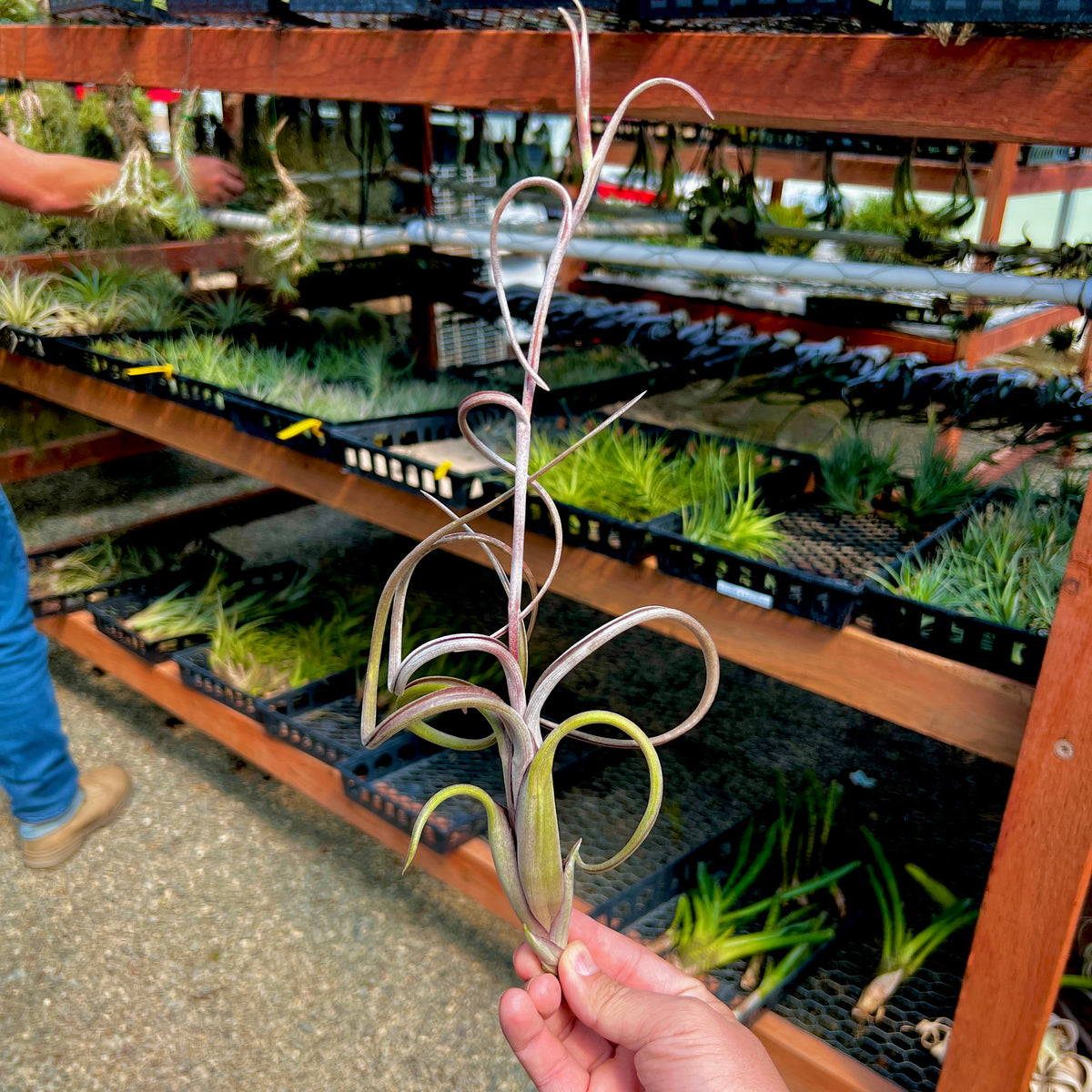 intermedia air plant Intermedia (Forms Offset Chains) – Air Plant Hub