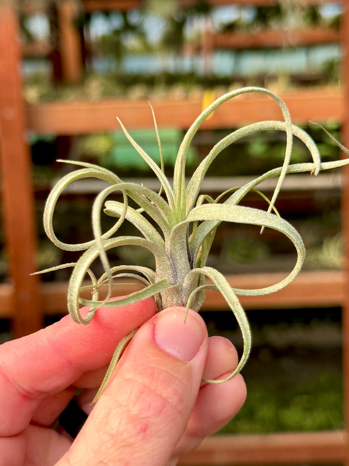 Sidewinder <br> (baileyi x streptophylla)