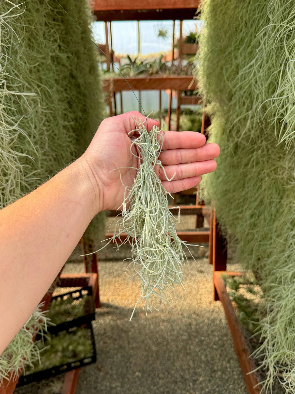 how to grow spanish moss air plant Usneoides (Spanish Moss) Gray Clump , On Hanging Wire!
