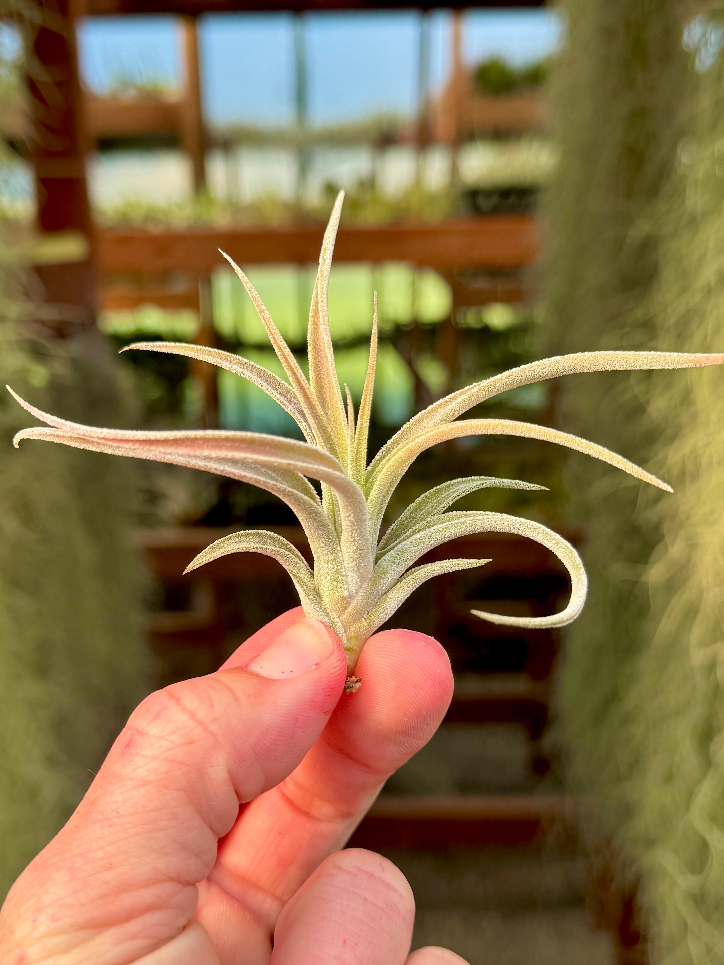Screwball (Chiapensis x Velutina) *SALE!* – Air Plant Hub