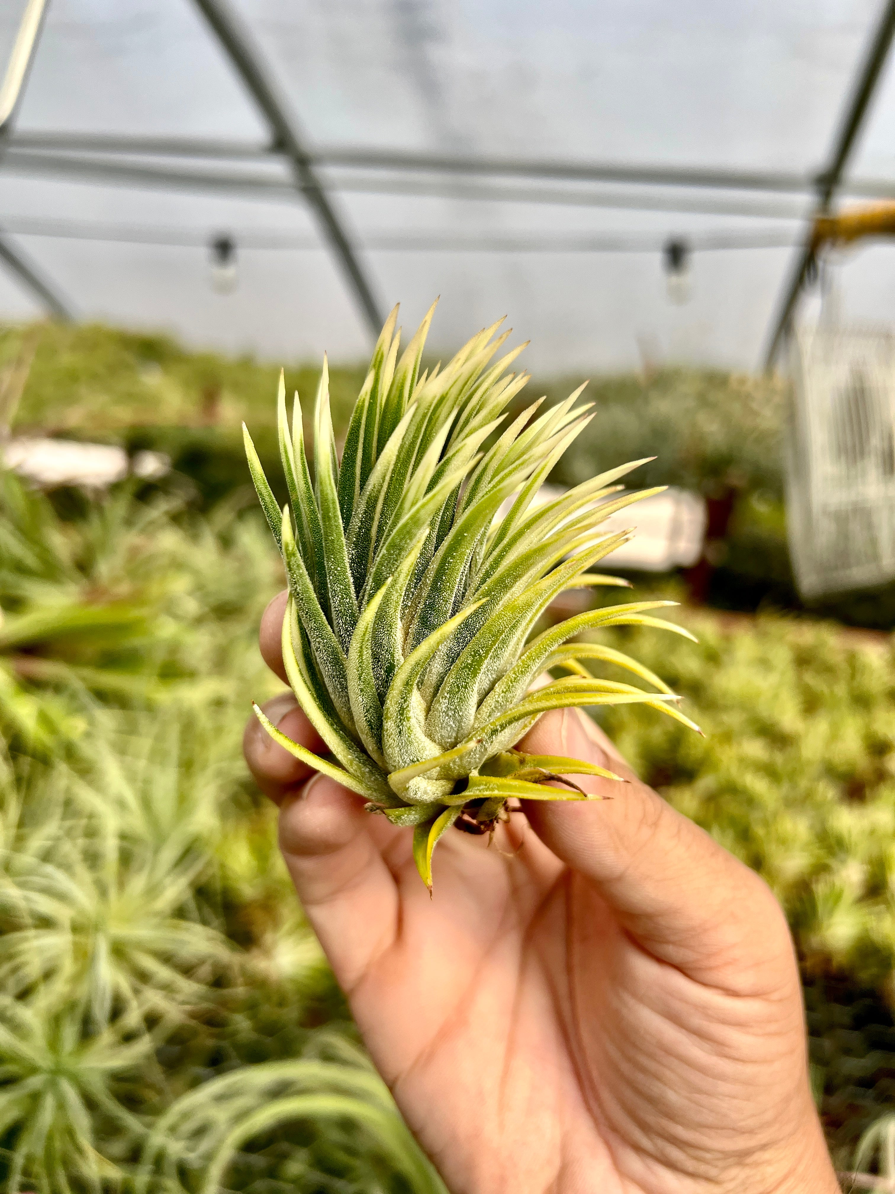 その他観葉植物 Tillandsia ionantha 'Albomarginata' Ionantha Albo-Marginata – Air Plant Hub
