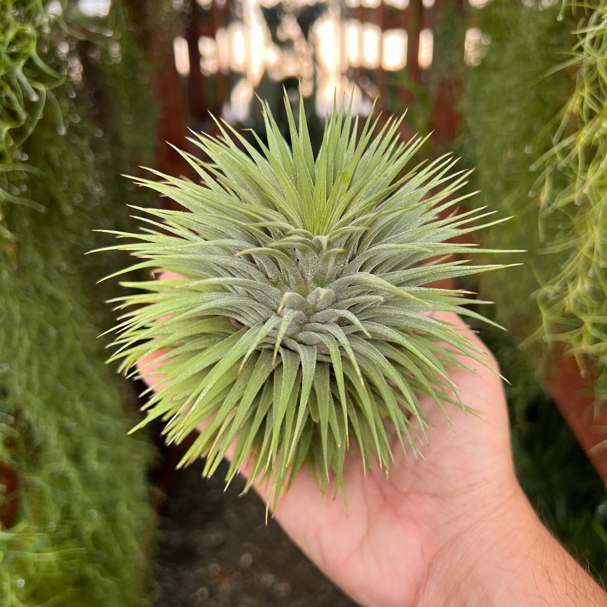 イオナンサ・スノーボール – Air Plant Hub