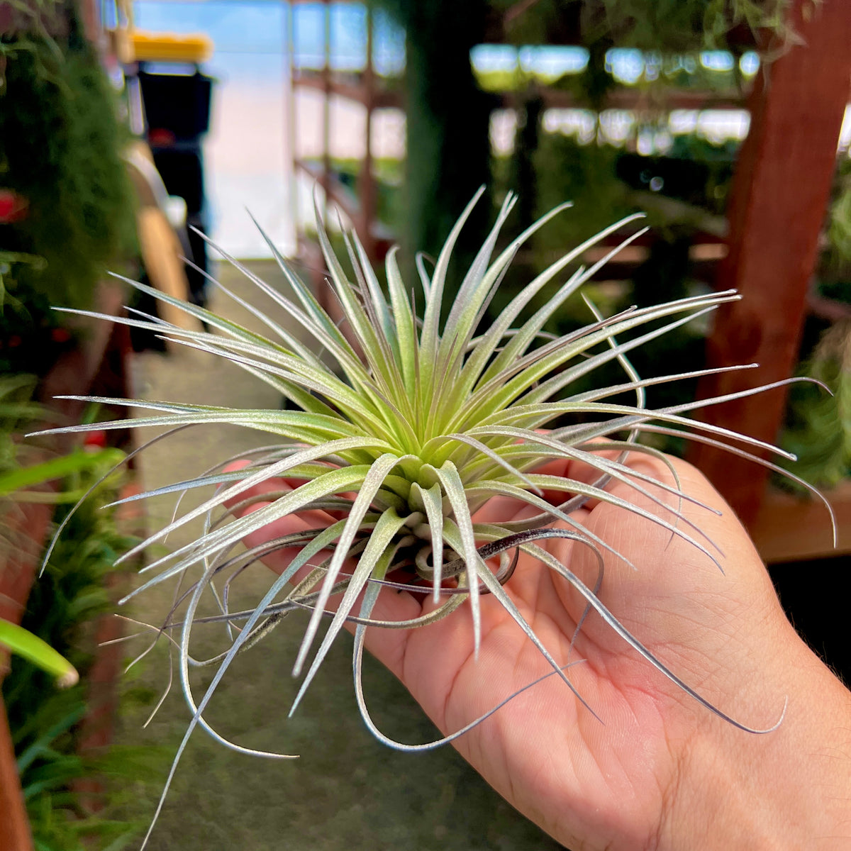 Stricta Soft Purple 