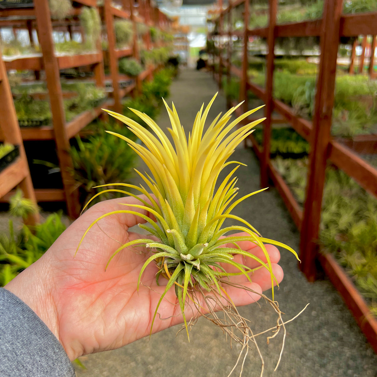 air plant white Ionantha Sumo White