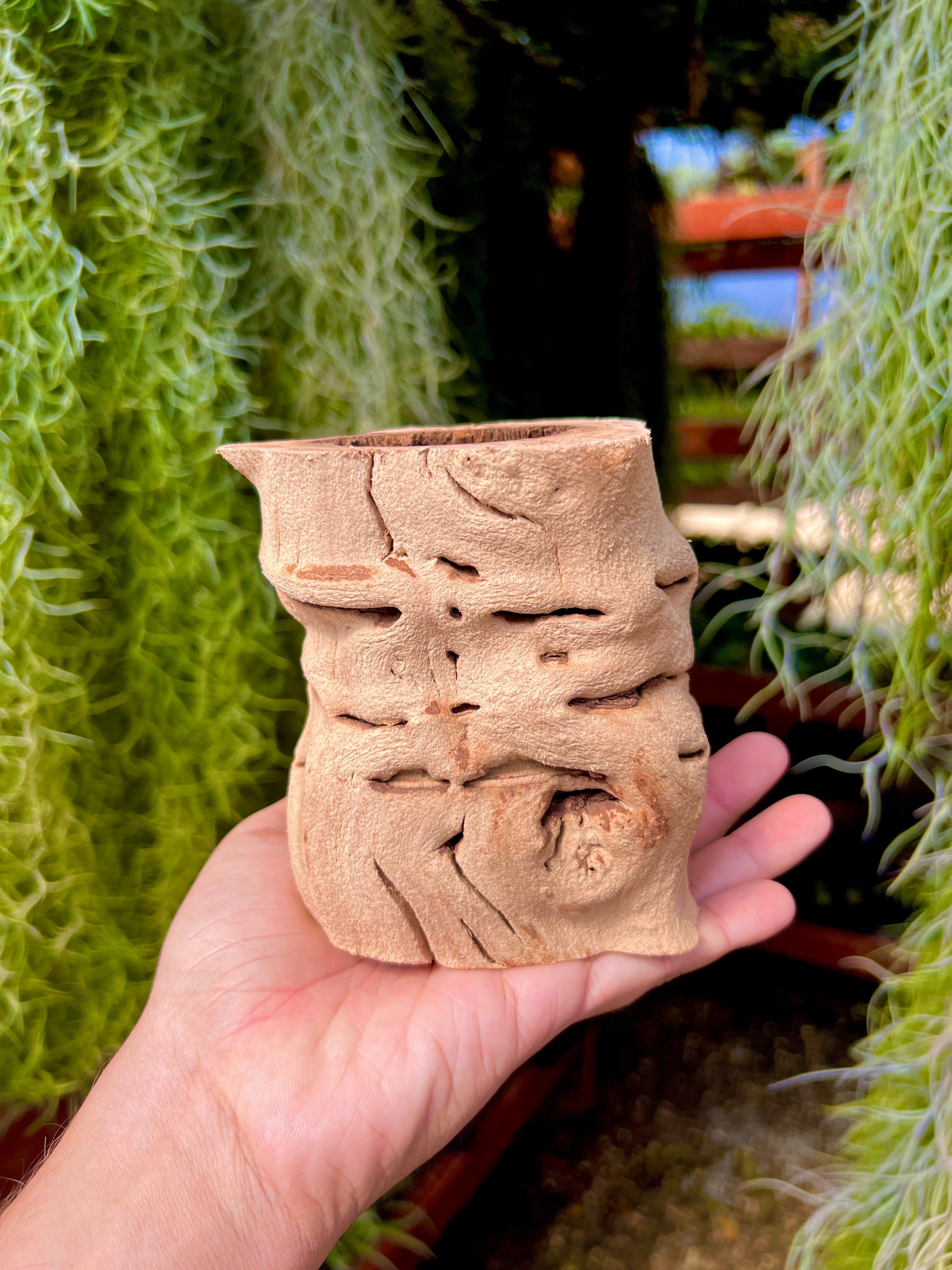 Sandblasted California Grapewood Trunk Medium