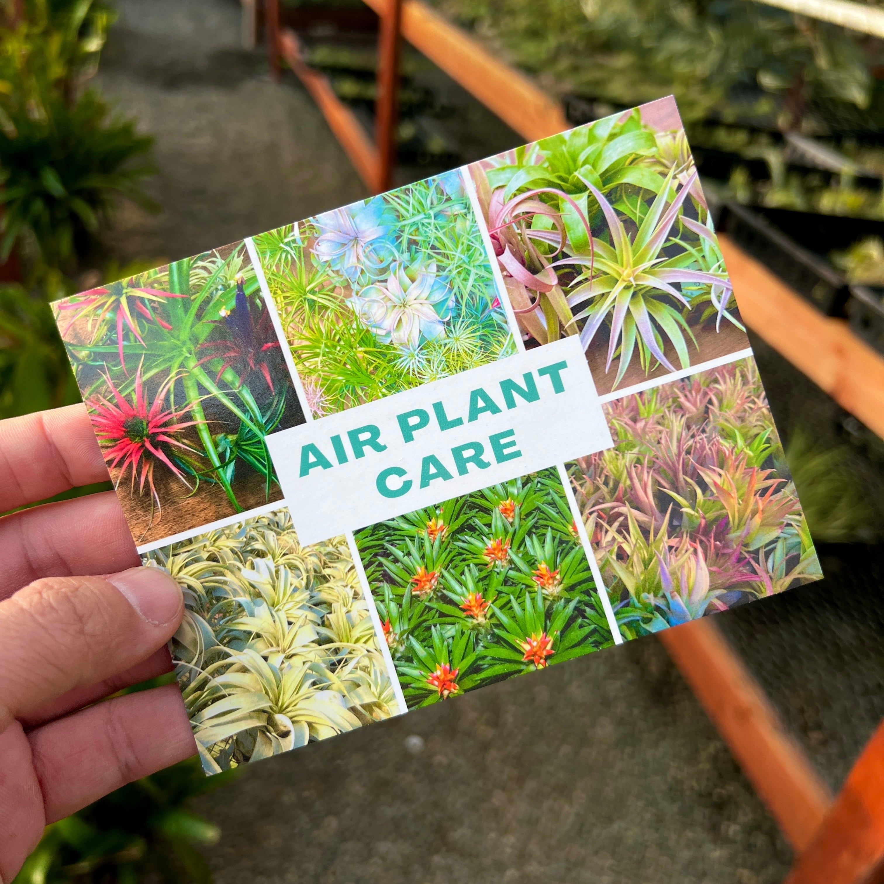 Double Sided Color Air Plant Care Card Packs (Postcard Size)