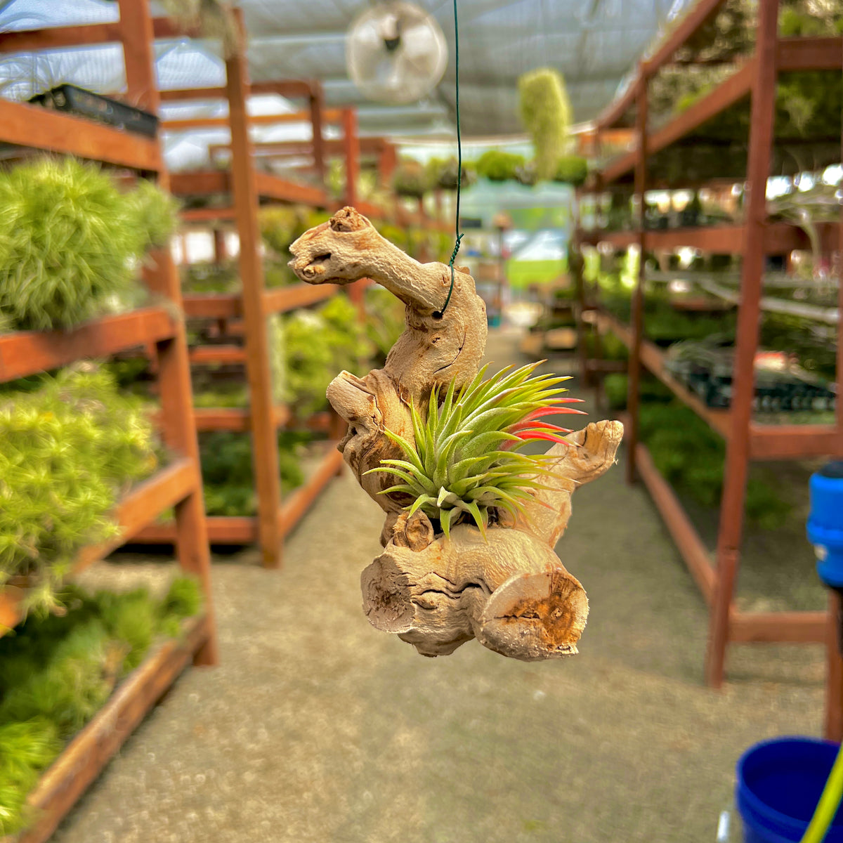 driftwood air plant wall hanging Hanging Grapewood Small Branch Air Plant Display – Air Plant Hub