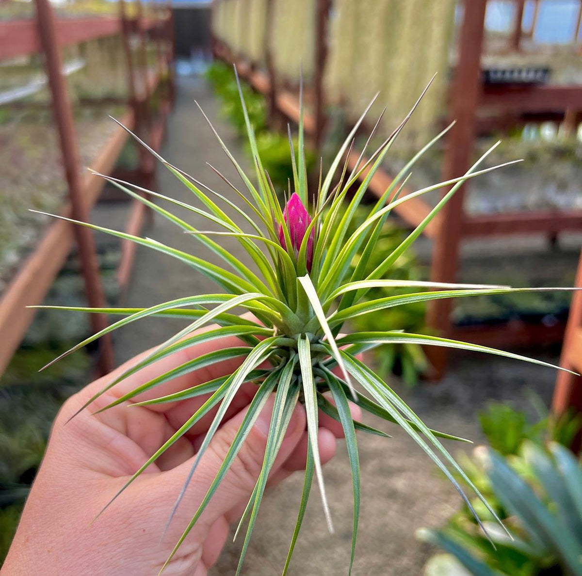 adriana air plant Aeranthos / Bergeri – Air Plant Hub
