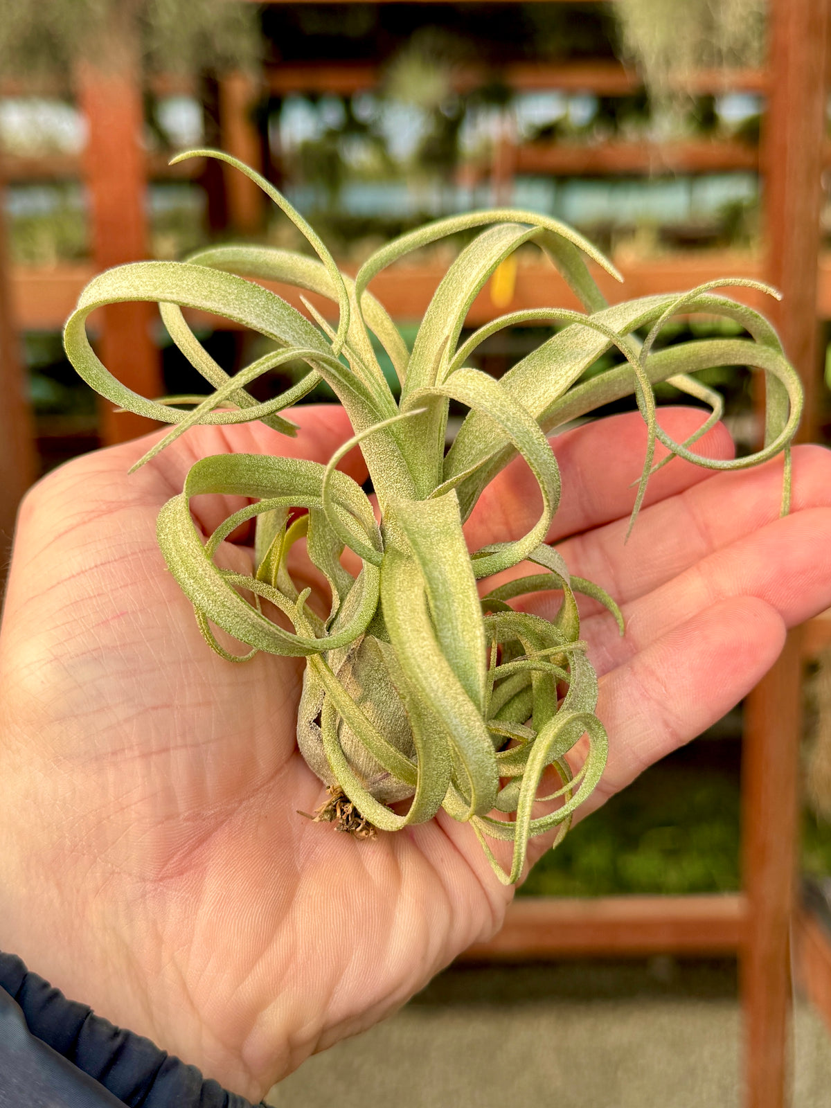 air plant streptophylla Sidewinder , (baileyi x streptophylla)
