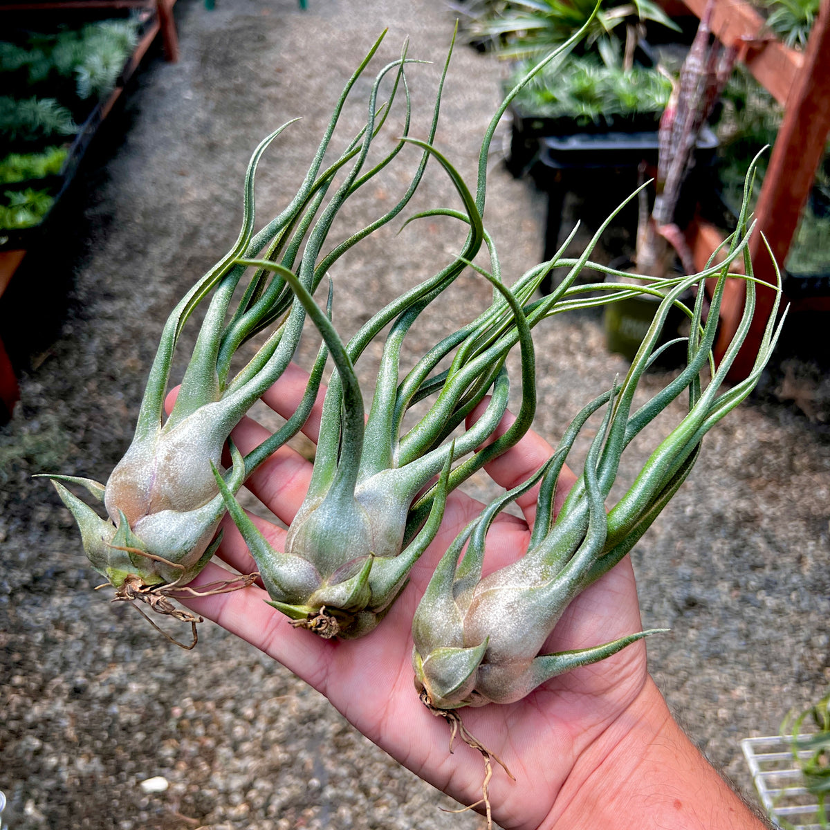 bulbosa air plant Charles Wiley (seleriana x bulbosa) Large