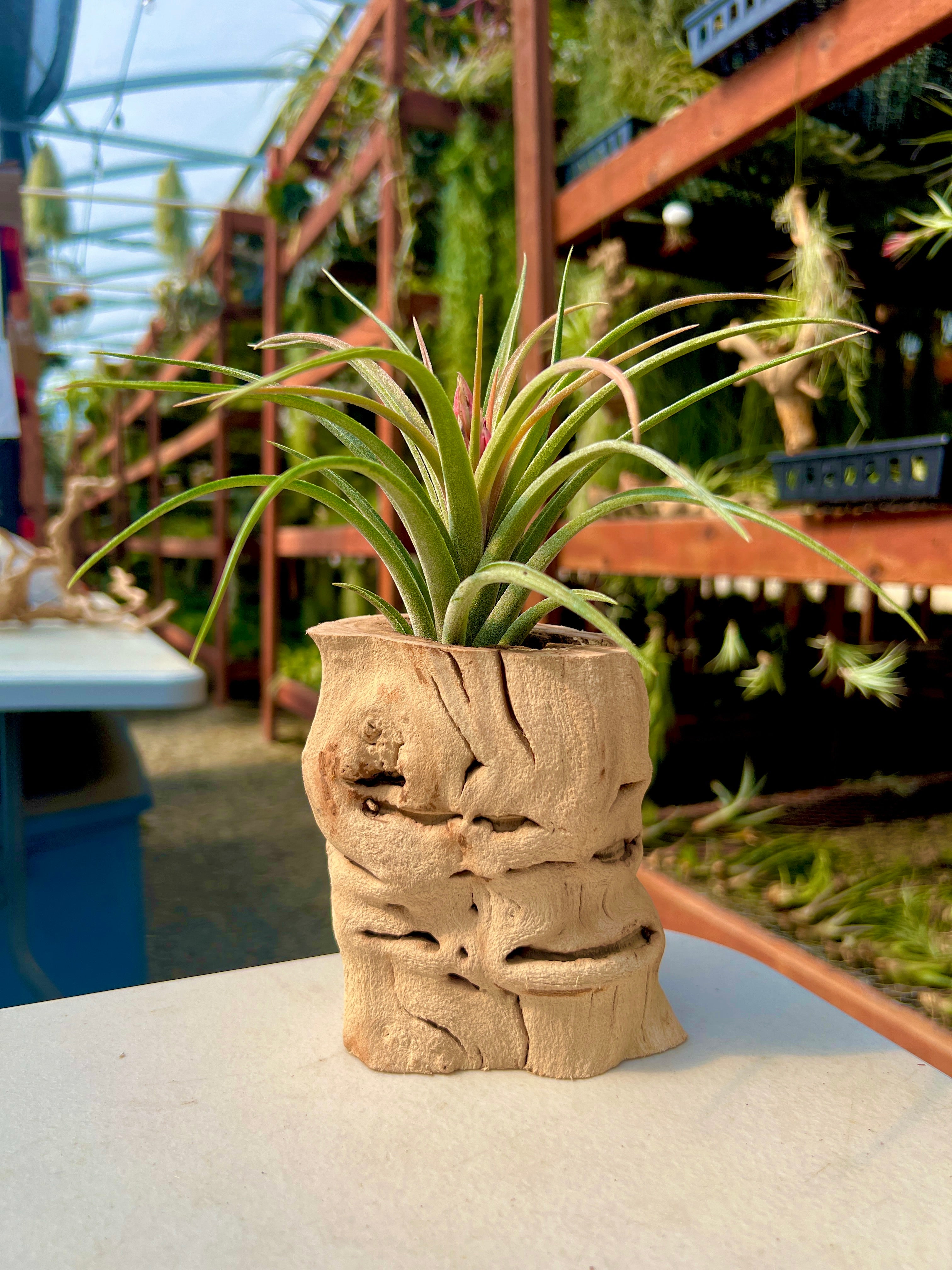 Sandblasted California Grapewood Trunk Medium