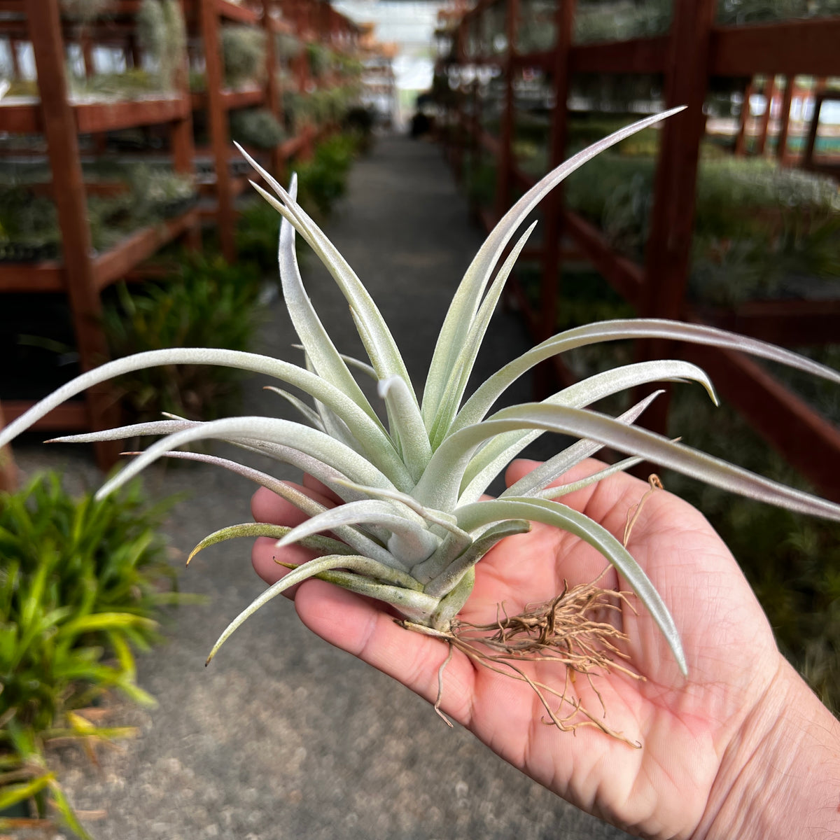Harrisii (Easy Care Plant) *Cannot Be Shipped Internationally*
