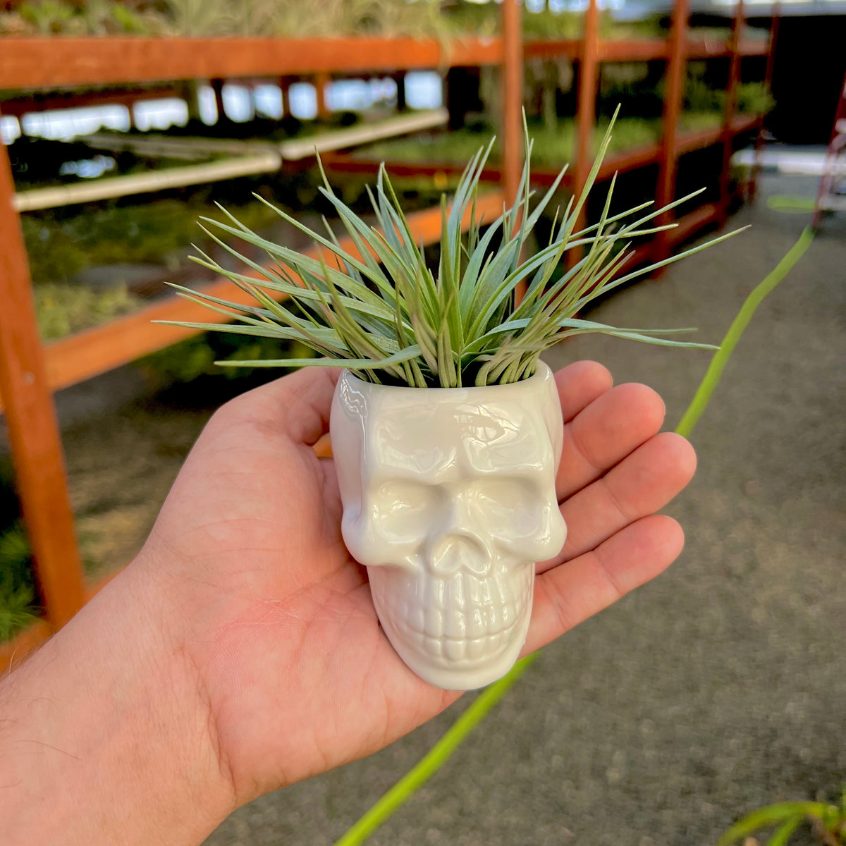 White Skull Ceramic Air Plant Holder <br> (Holder Only)
