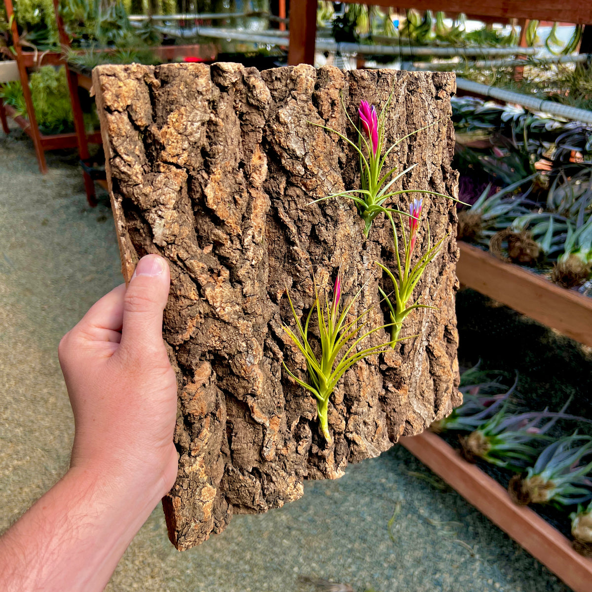 how to attach air plants to cork bark Virgin Cork Bark Flats (Large) Perfect For Mounting Or Terrarium Backd – Air Plant Hub