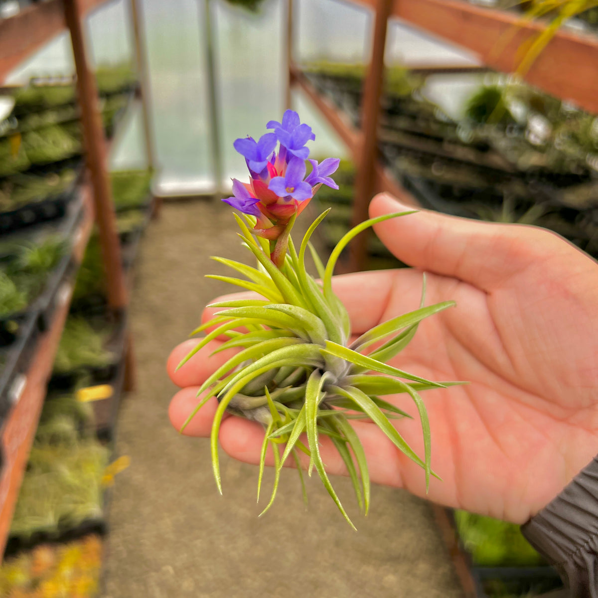 Neglecta Giant Form – Air Plant Hub