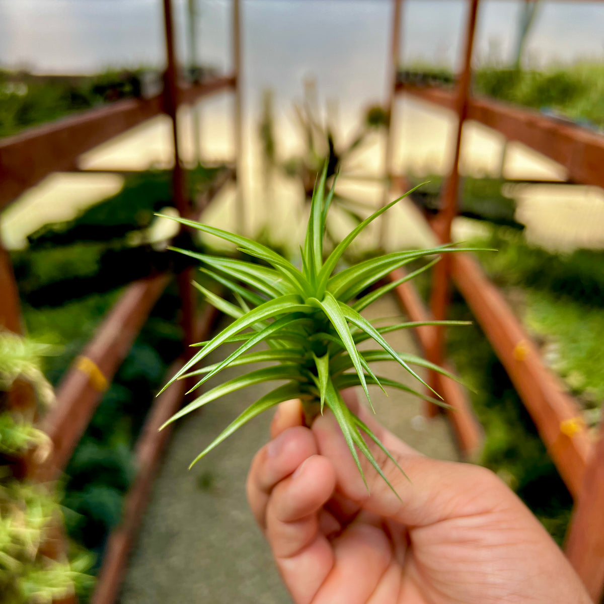 Aeranthos ‘Green Gem’
