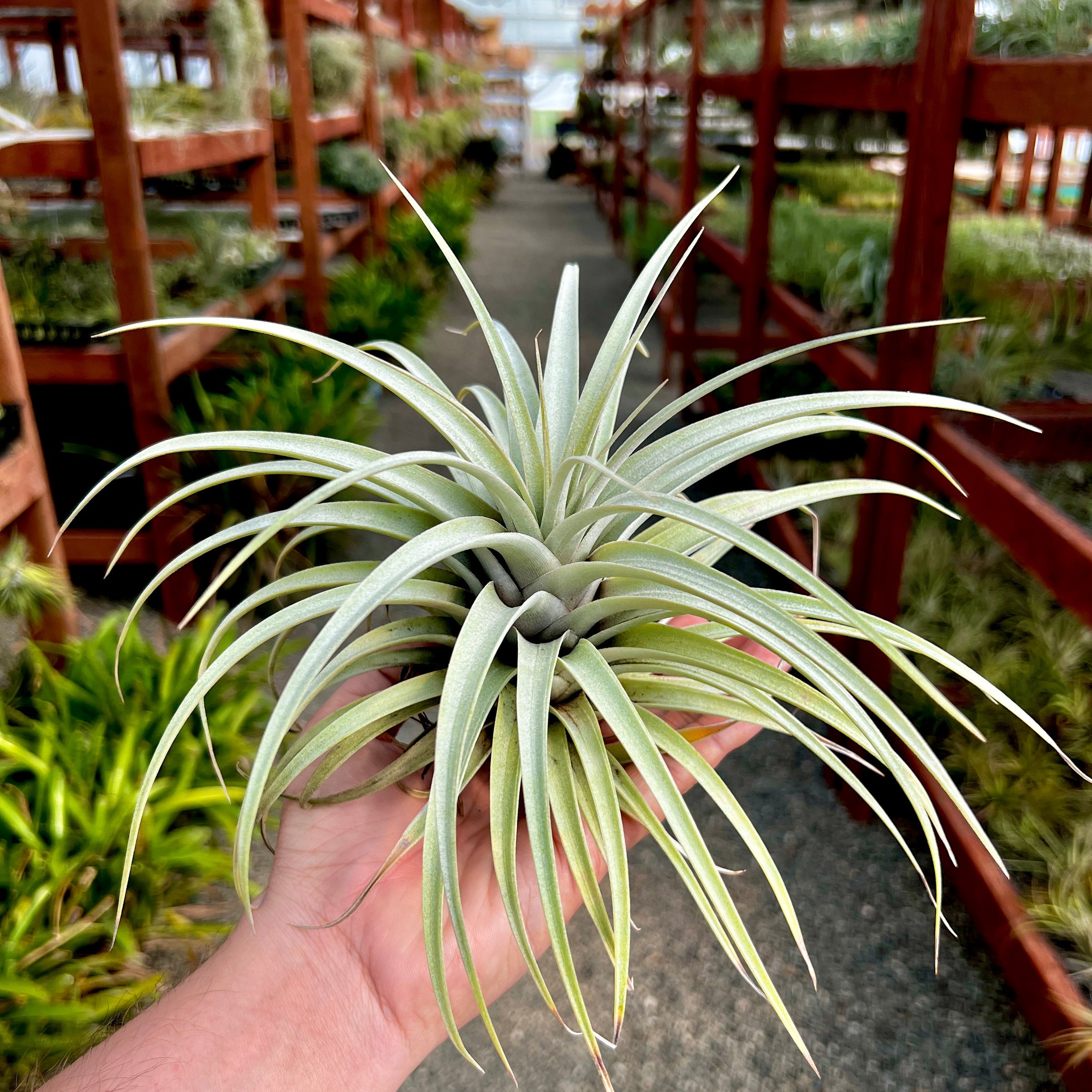Mima v Chilitensis – Air Plant Hub