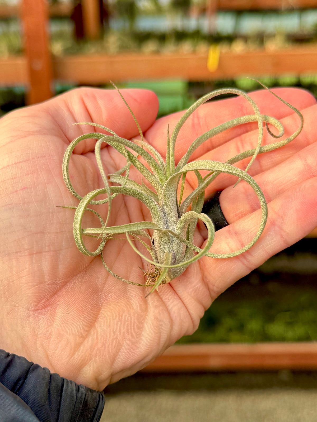 Sidewinder <br> (baileyi x streptophylla)