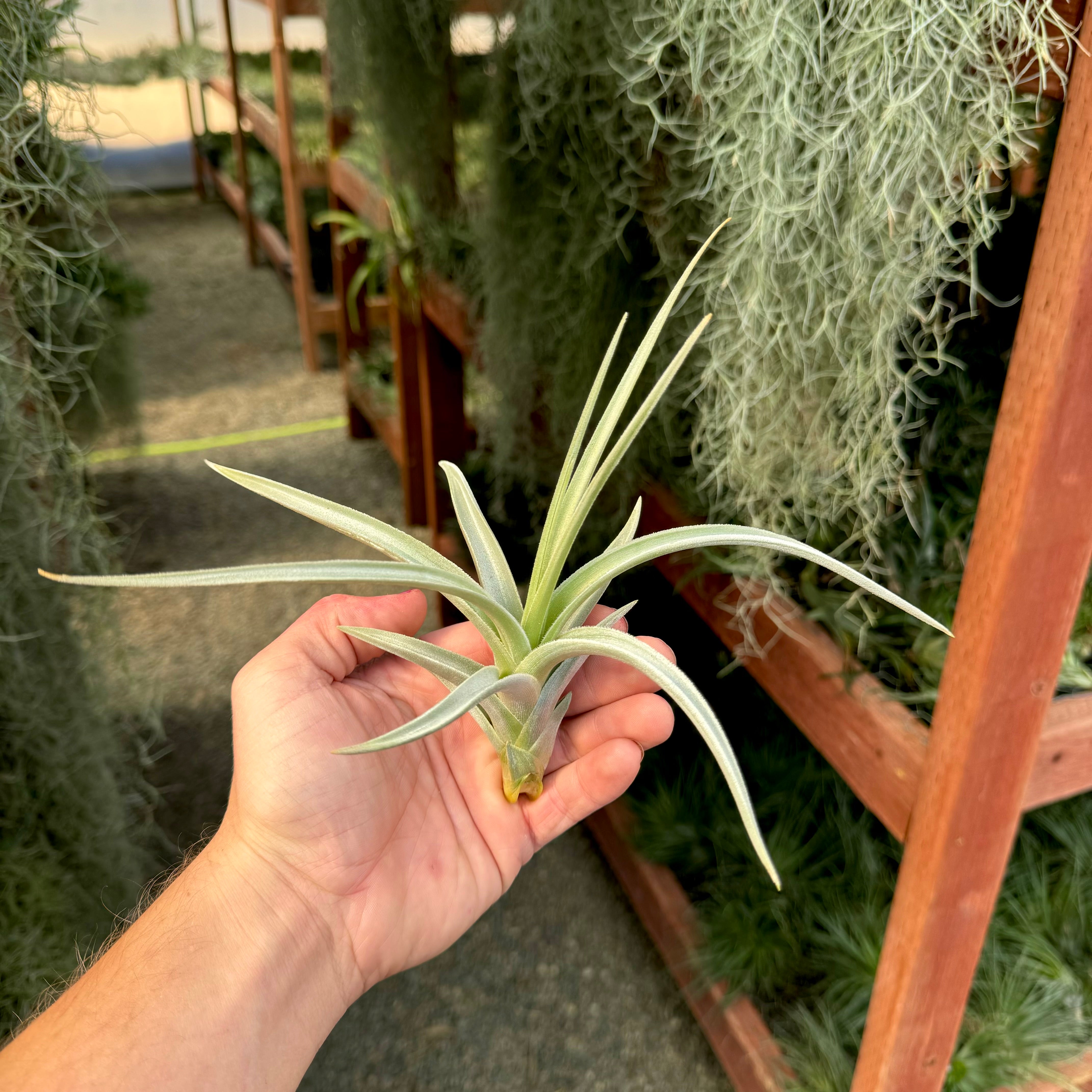 Lotteae (Produces An Amazing Yellow Bloom) | Air Plant Hub