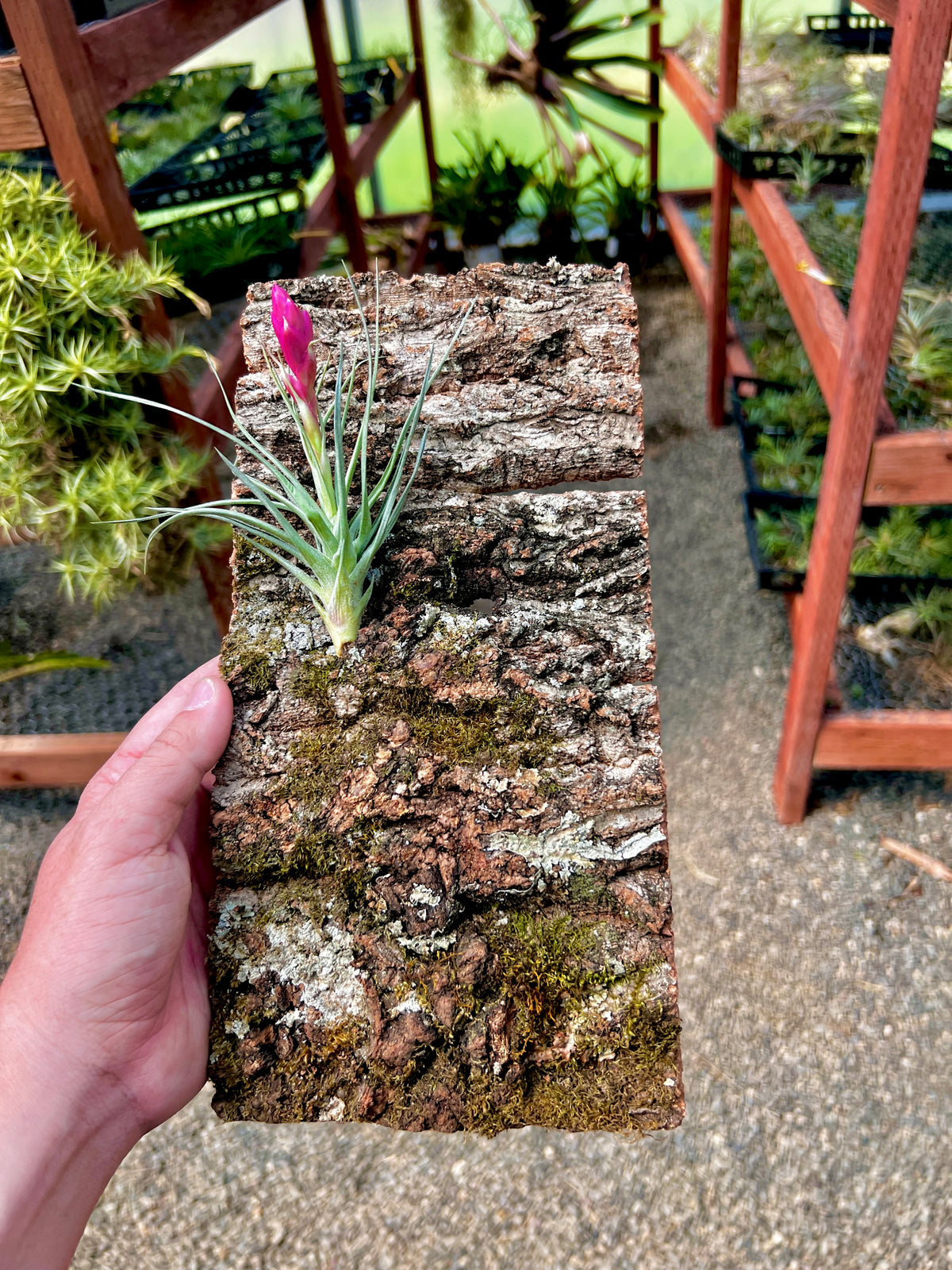 Virgin Cork Bark Flats (Medium) Perfect For Mounting Or Terrarium Back