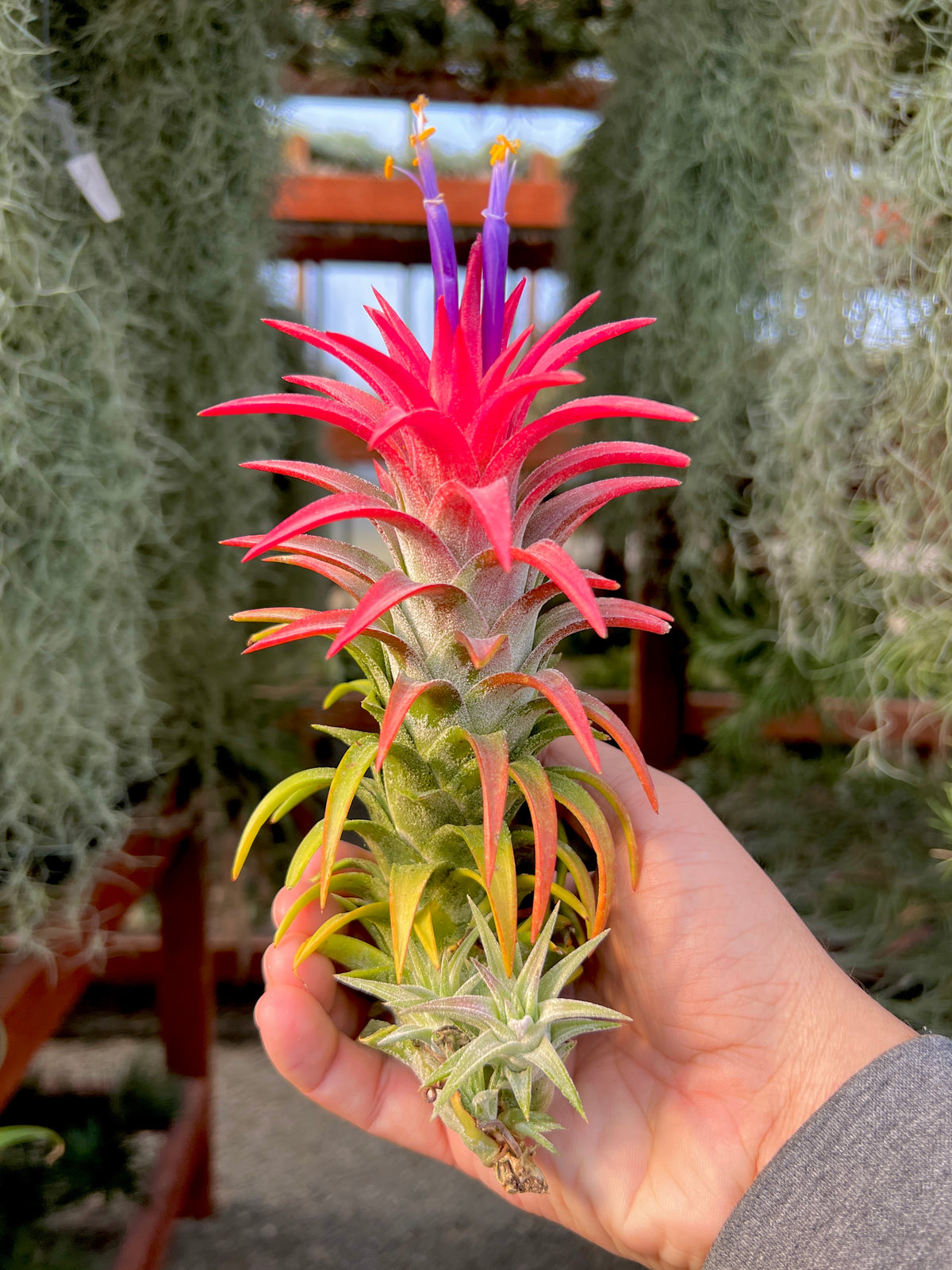 Ionantha Vanhyningii Large Form