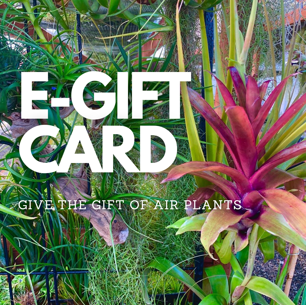 *Air Plant Hub E-Gift Card* USD