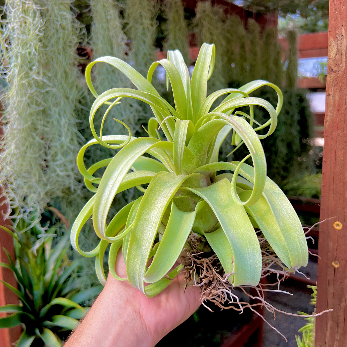 streptophylla air plant Streptophylla Belize Select