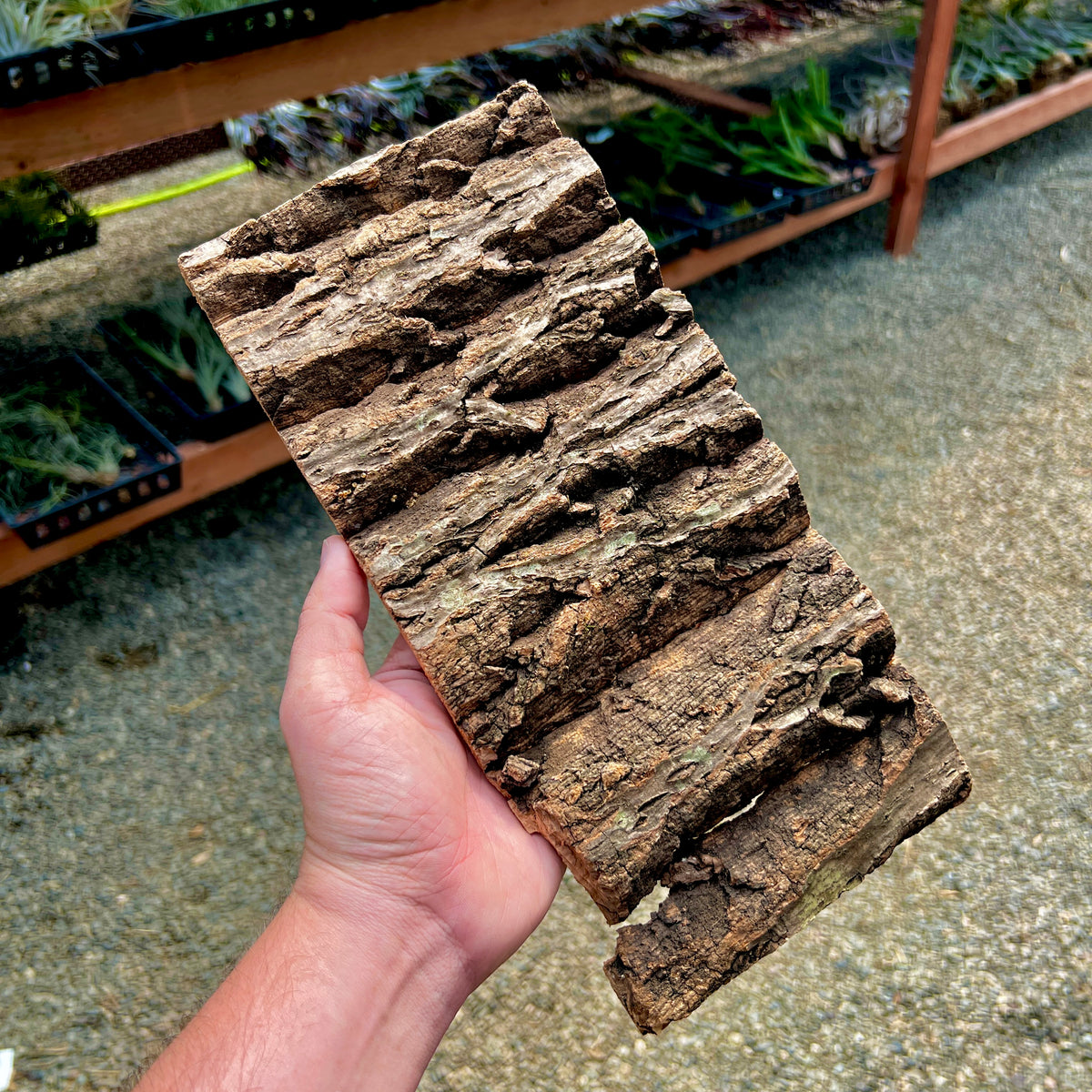 Virgin Cork Bark Flats (Medium) Perfect For Mounting Or Terrarium Back