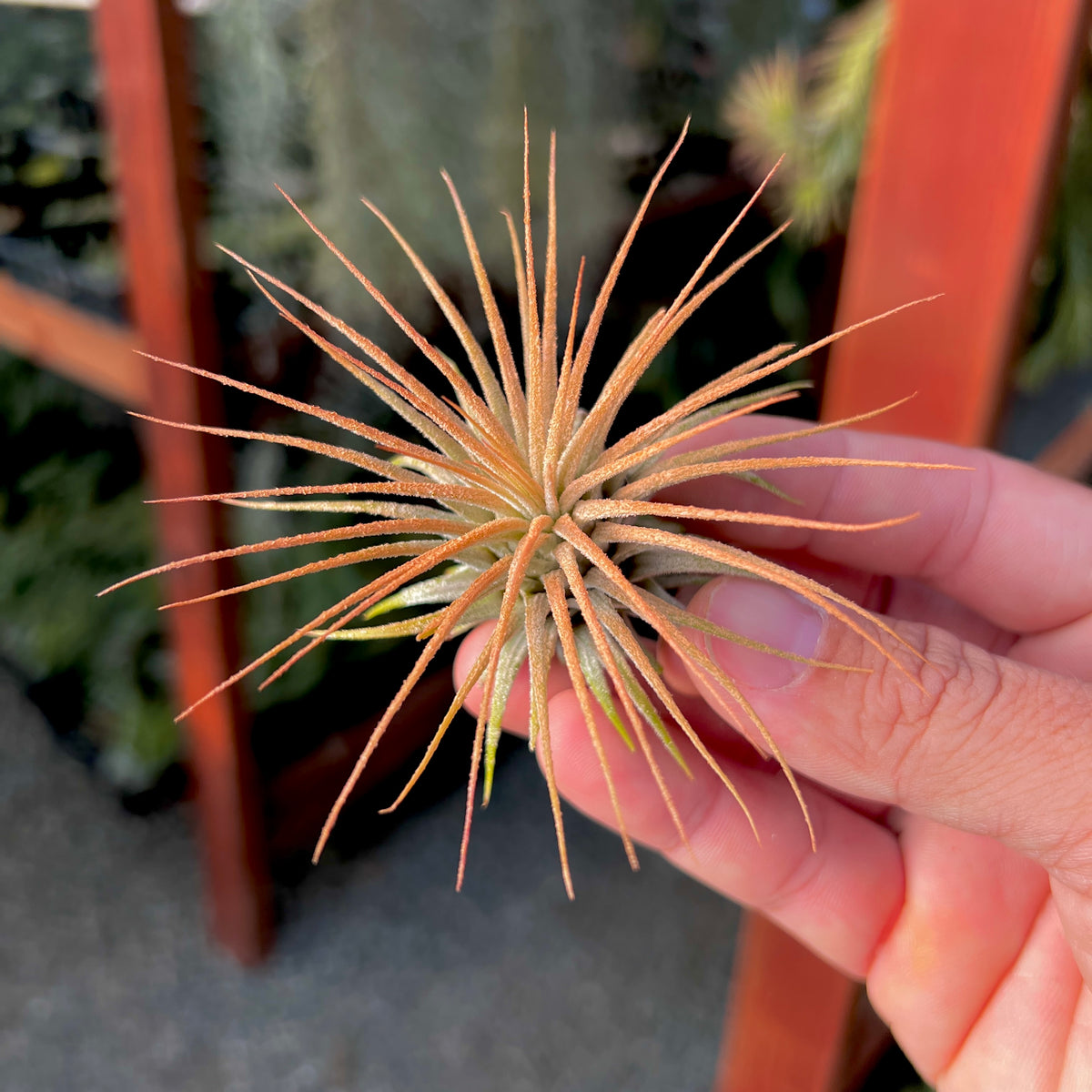 Wholesale Ionantha Sunset Orange (Minimum Order 5)