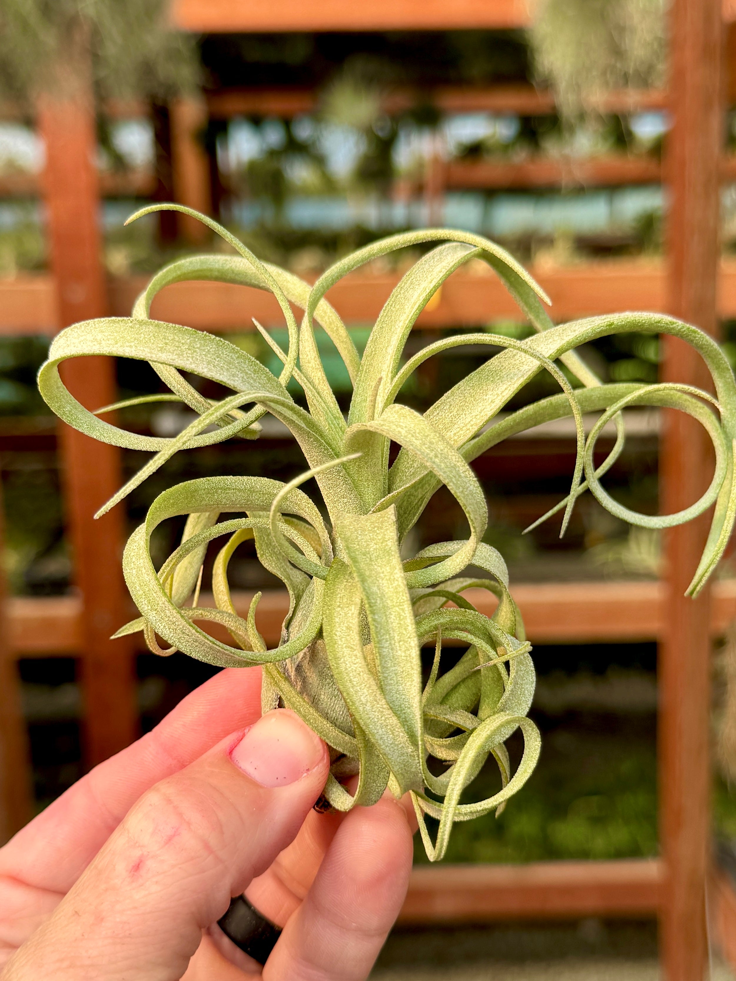 サイドワインダー(ベイリー×ストレプトフィラ) – Air Plant Hub