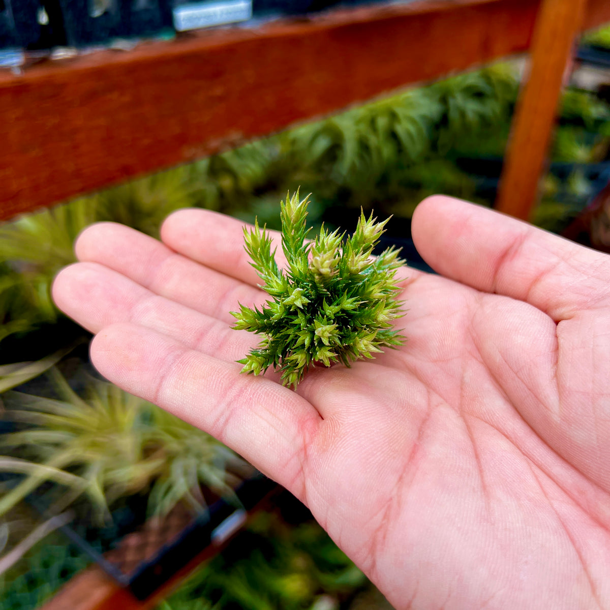 Pedicellata Clump <br> (Miniature Species)