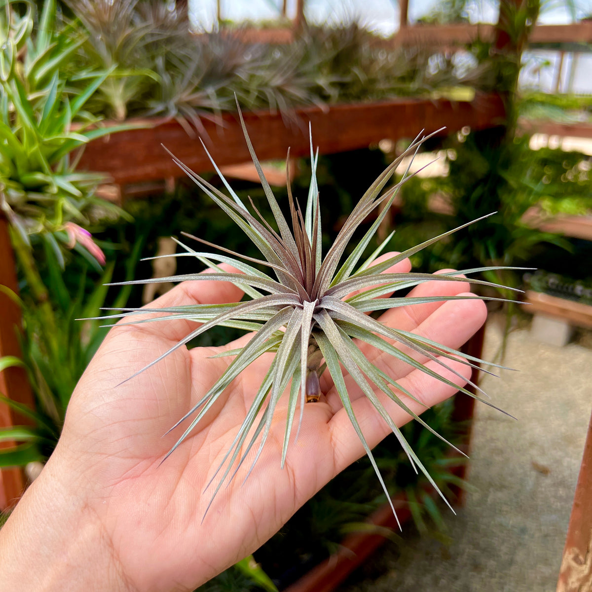 Stricta x Aeranthos Purple Form