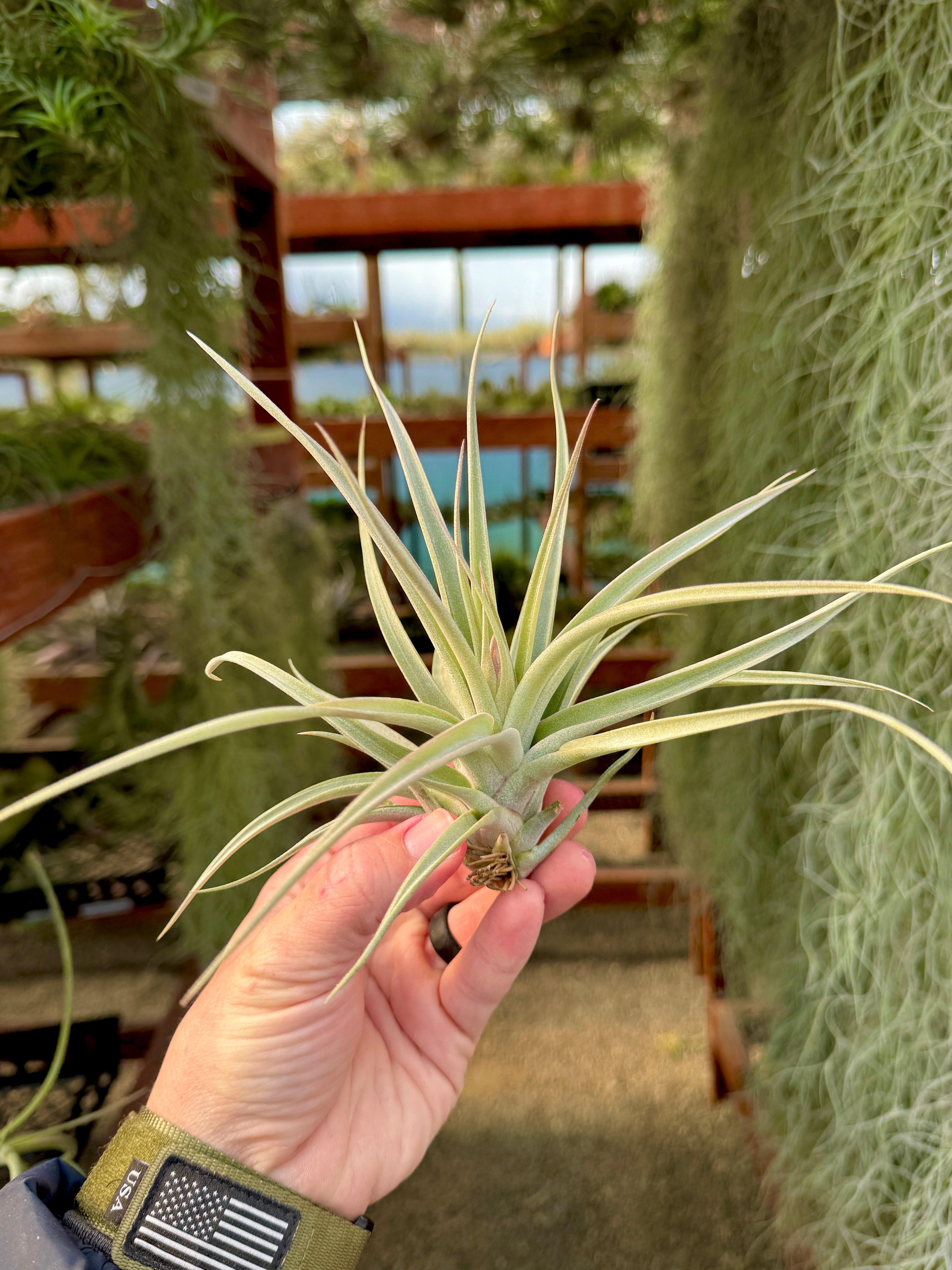 雄大な(チアペンシス×コンカラー) – Air Plant Hub