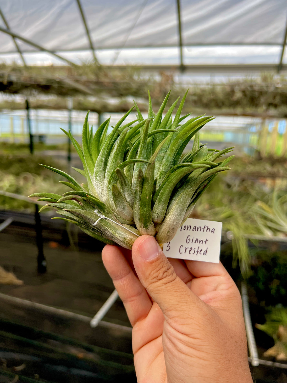 Rare / Premium Ionantha Selections Pt. 2 <br> (Exact Plant Pictured) <br>*NEW Plants Added 9/17/26*