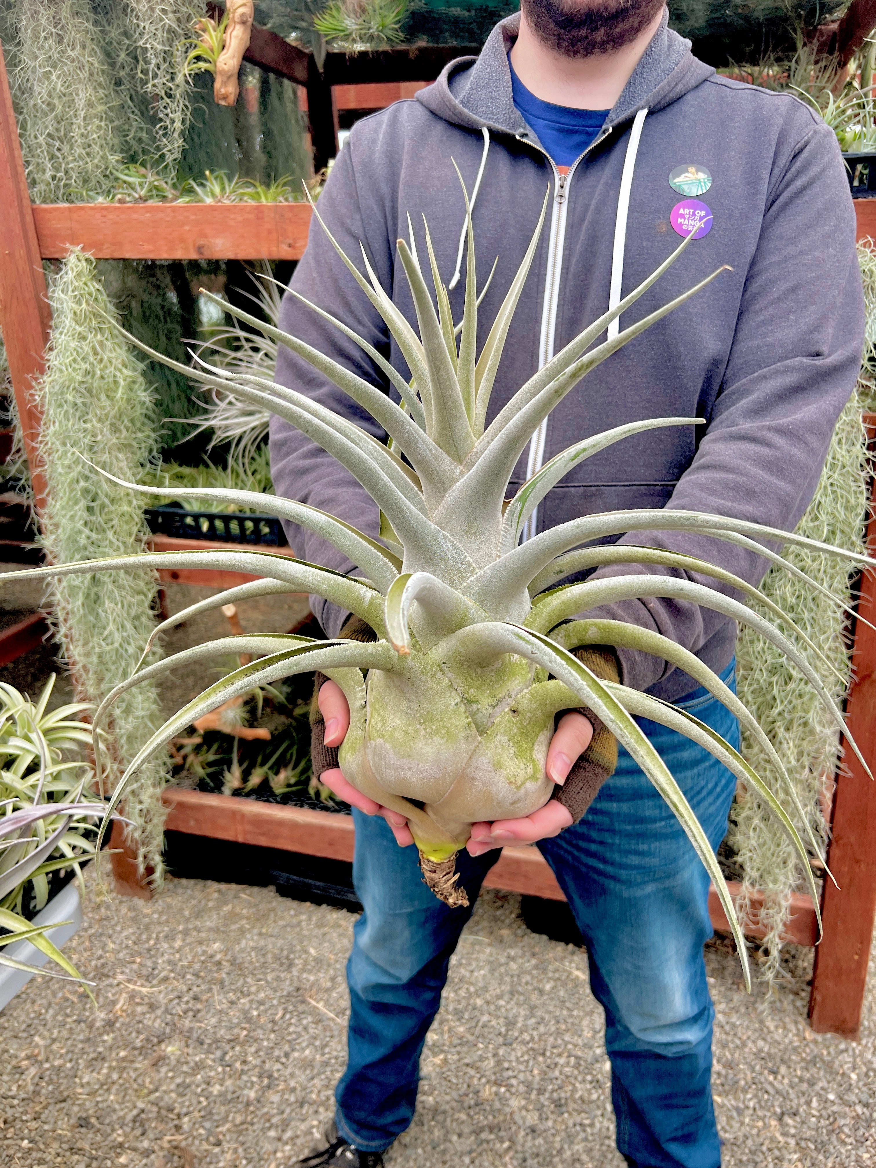 ブロメリア・エアープランツ T. ehlersiana x chiapensis ブロメリア・エアープランツ T. ehlersiana x chiapensis T