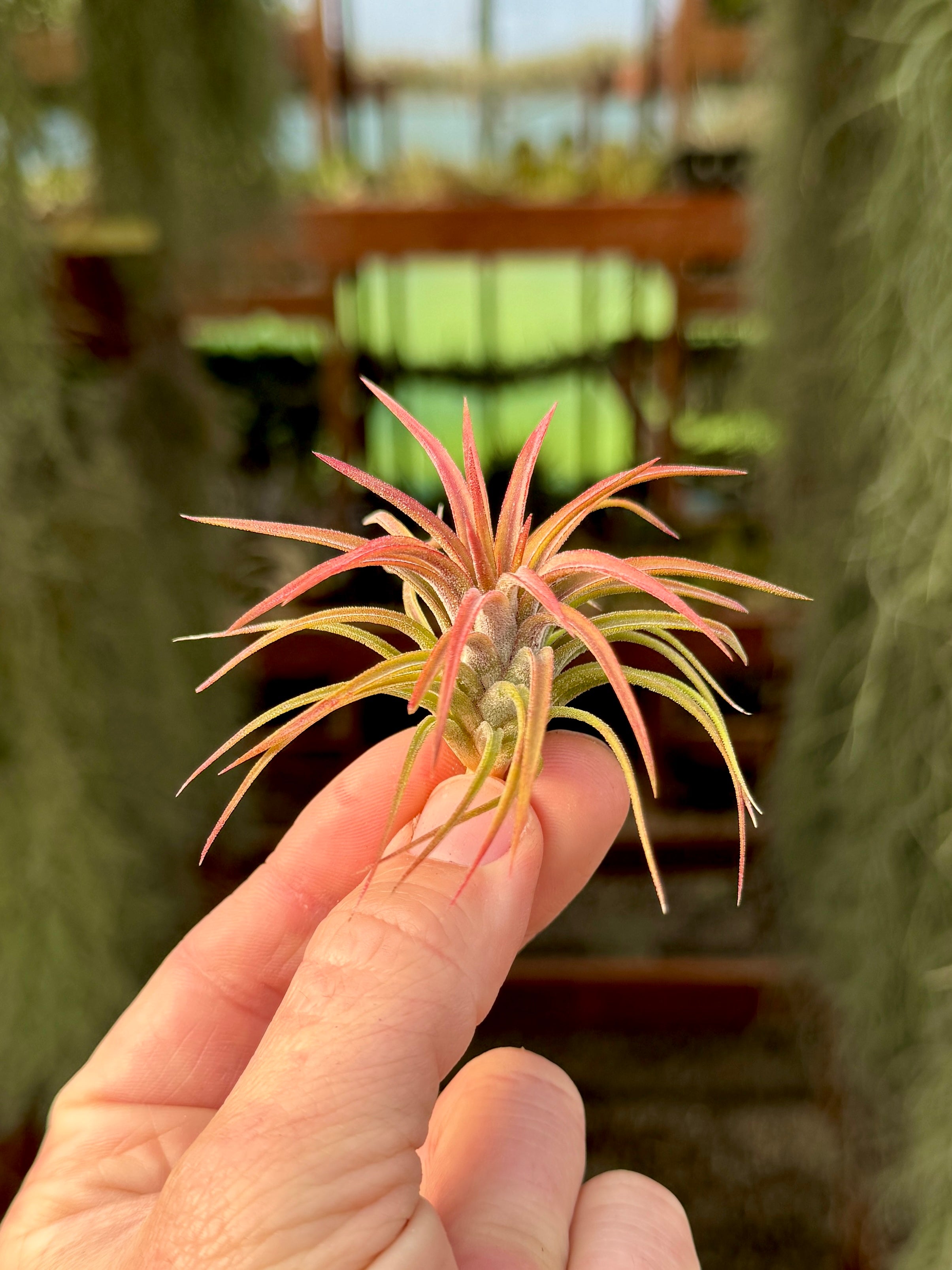 Ionantha 'Firecracker' – Air Plant Hub