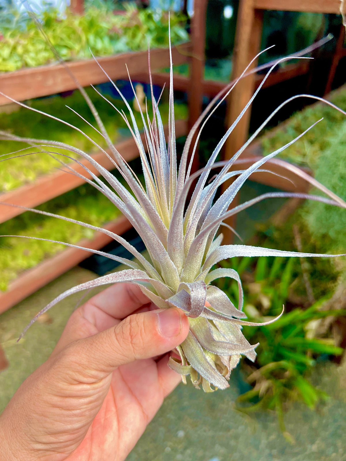 Gardneri 'Hawaii' – Air Plant Hub
