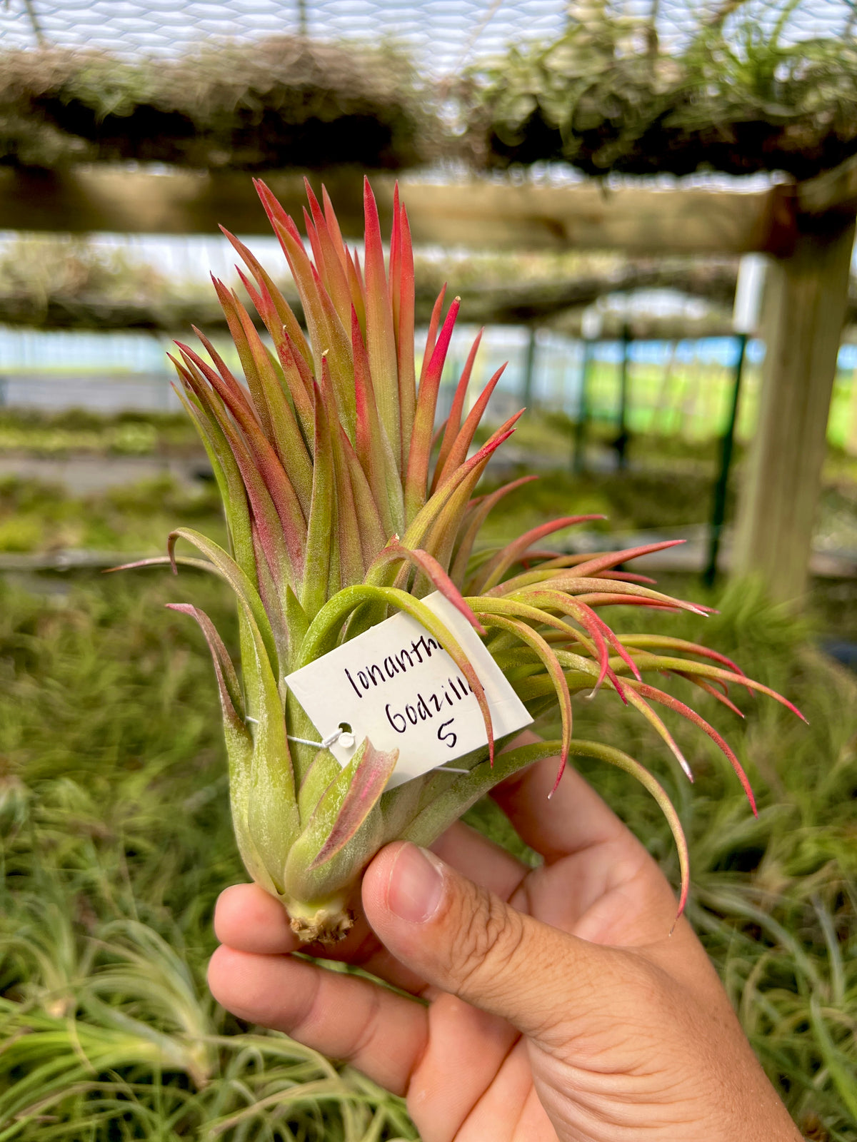 Rare / Premium Ionantha Selections Pt. 2 <br> (Exact Plant Pictured) <br>*NEW Plants Added 9/17/26*