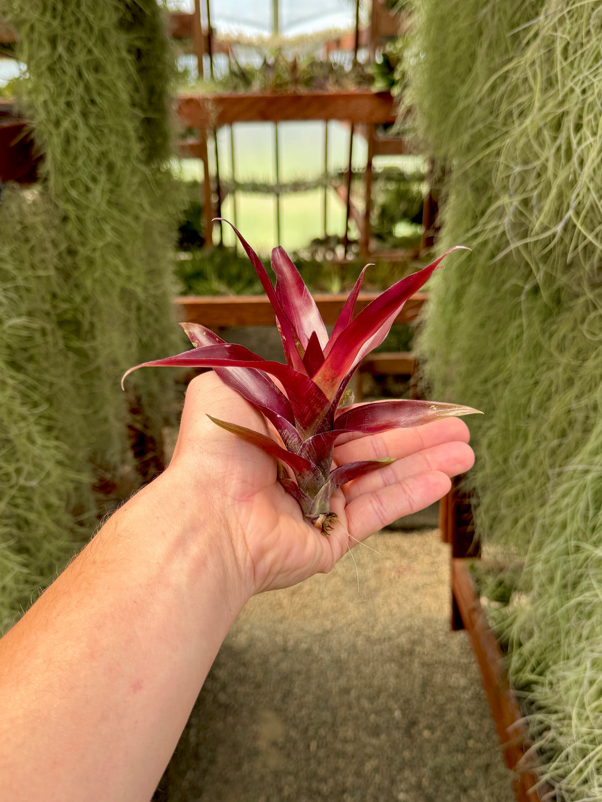 vivipara air plant Somnians Creates Viviparous Offsets! – Air Plant Hub